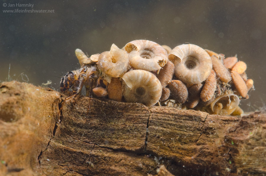 Caddisfly: The Moving Castle of a Brilliant Larva. These Insects Are a True Miracle of Our Ponds and Rivers - Caddis fly, Insects, Animals, Wild animals, Yandex Zen, Yandex Zen (link), Longpost