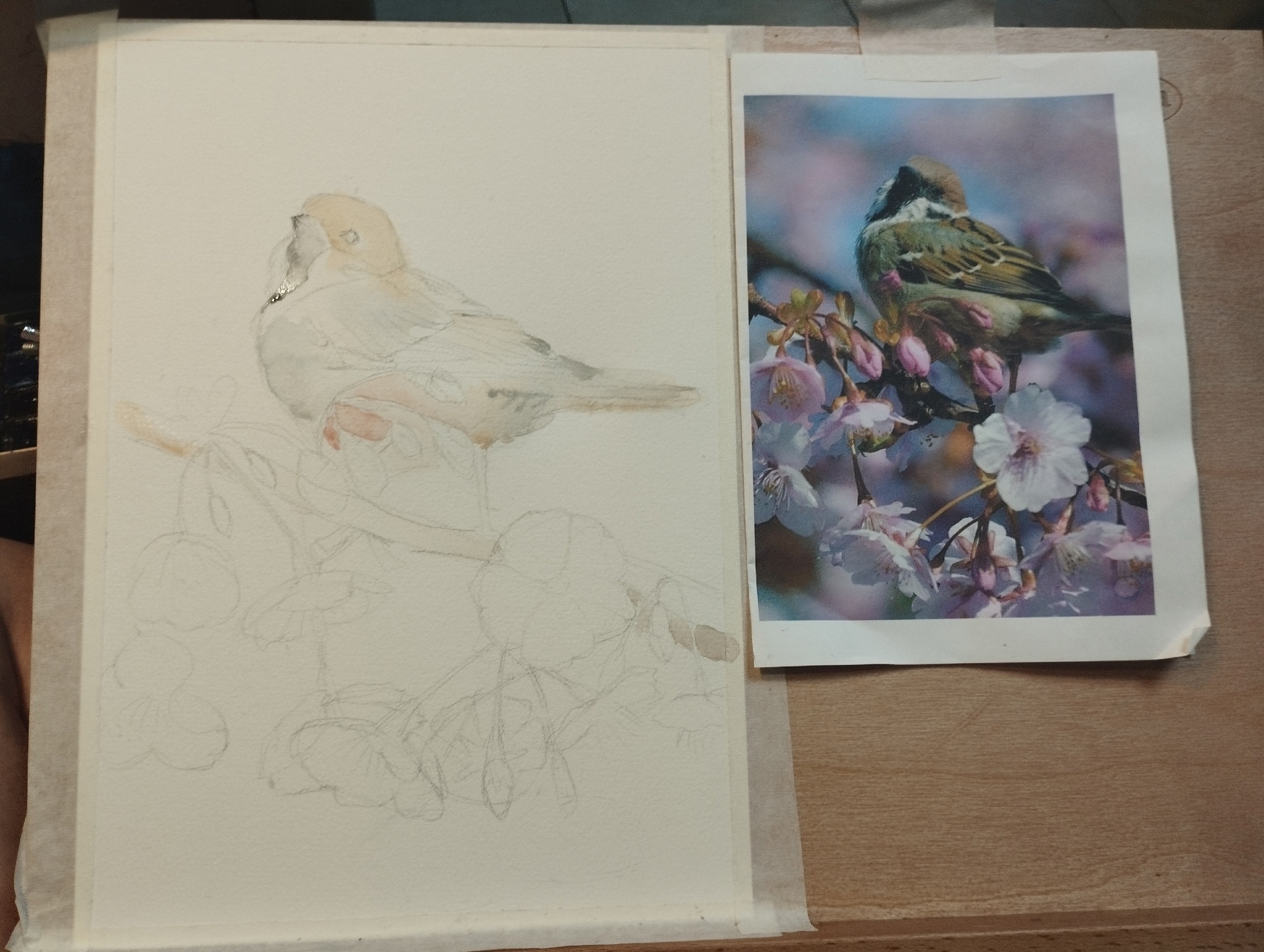 Drawing of a sparrow and cherry blossoms - My, Drawing, Sketch, Watercolor, Sparrow, Flowers, Longpost