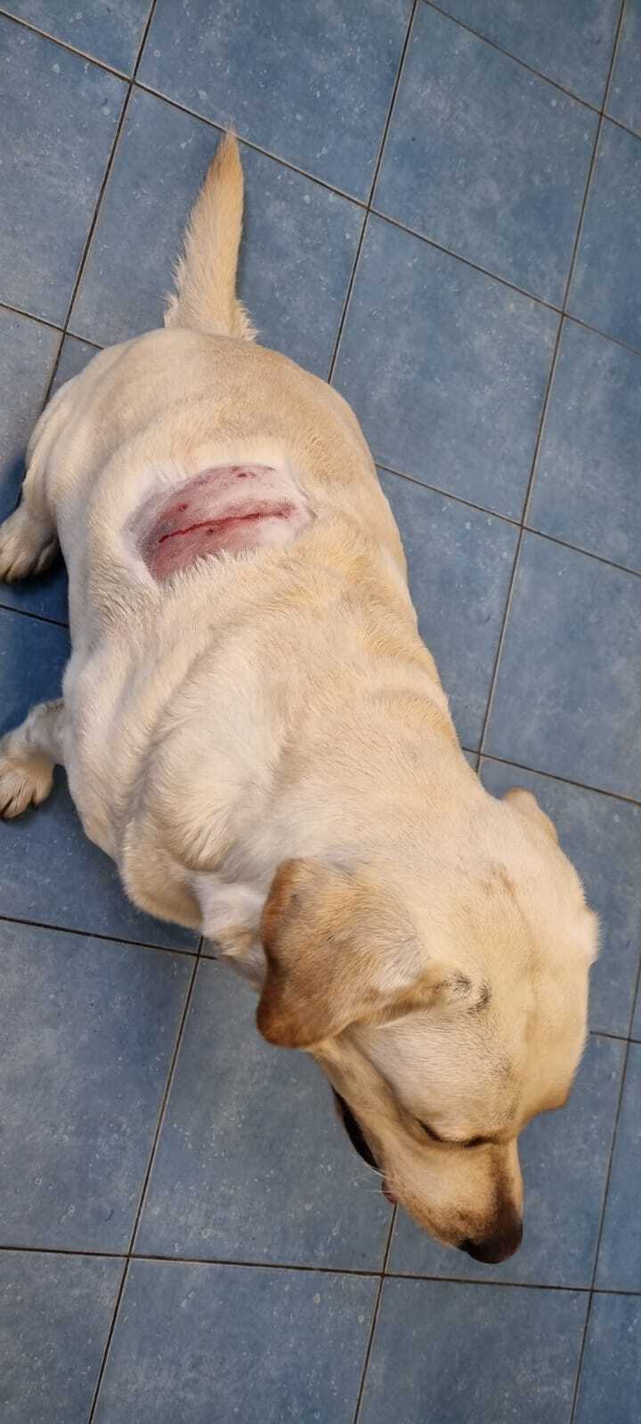 Pitbull attacked my labrador - My, Dog, Pitbull, Dog attack, Longpost