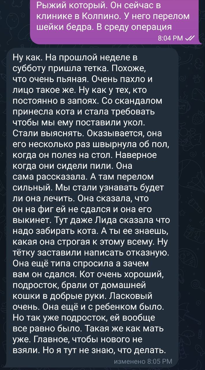 У нас новый кот. Принесла хозяйка, написала отказную. Перед эти несколько раз ударила. Результат - перелом шейки бедра - Моё, Спасение животных, Тосно, Кот, Помощь животным, Видео, Вертикальное видео, Длиннопост, Алкоголизм, Алкоголь, Алкоголики, Без звука