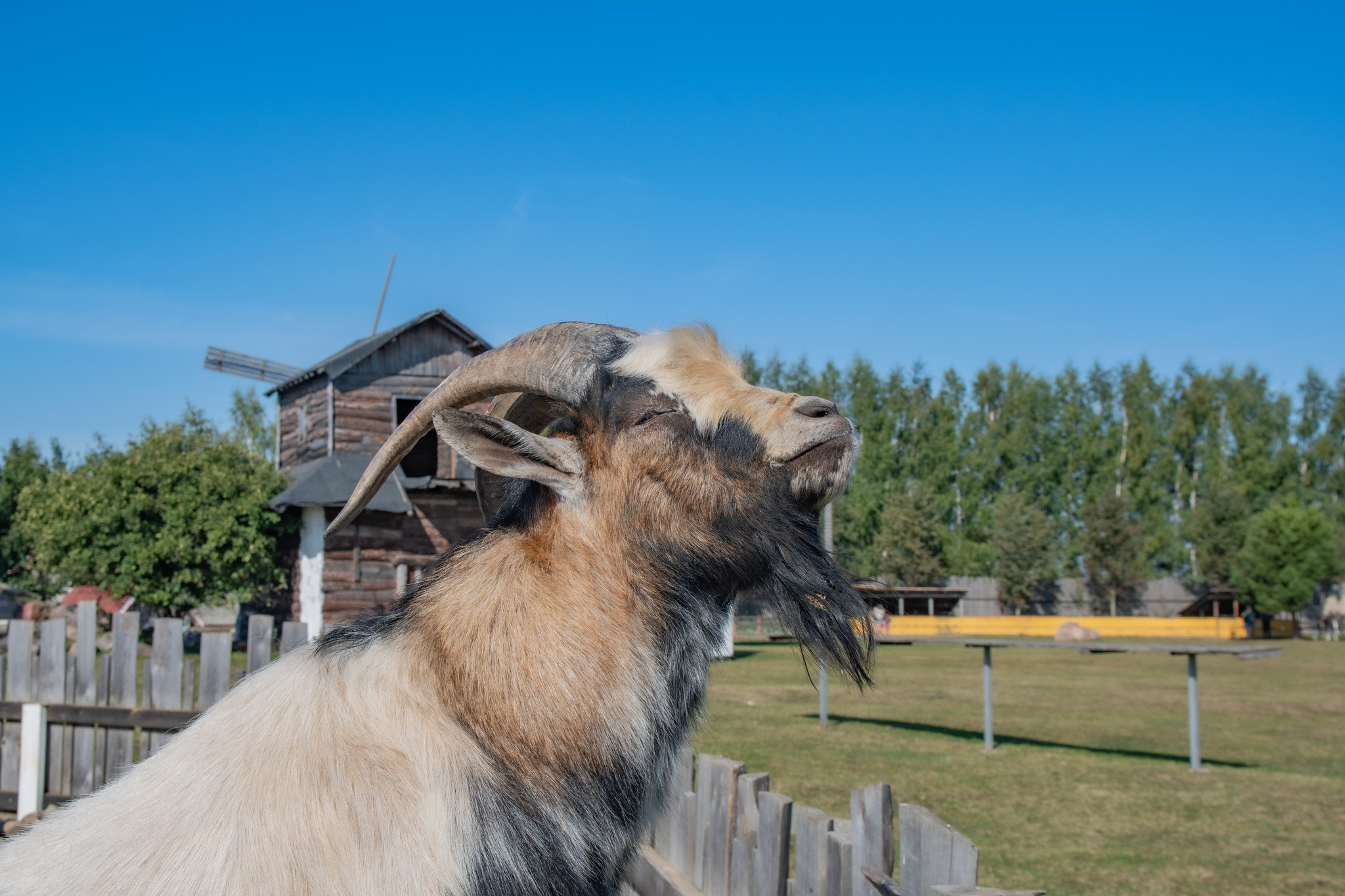 Who's great? - Goat! - My, The photo, Nikon, Photo hunting, Goat, Animals, Pets, In the animal world