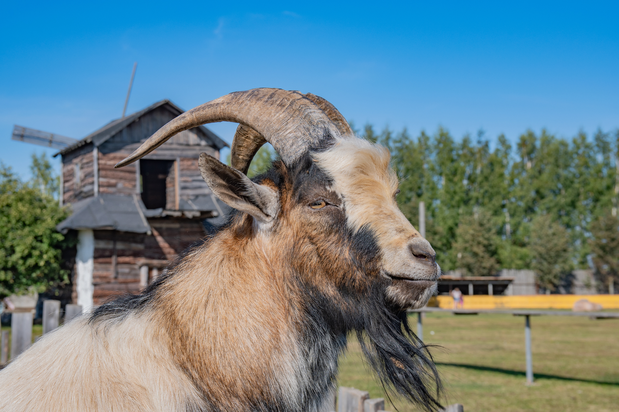 Who's great? - Goat! - My, The photo, Nikon, Photo hunting, Goat, Animals, Pets, In the animal world