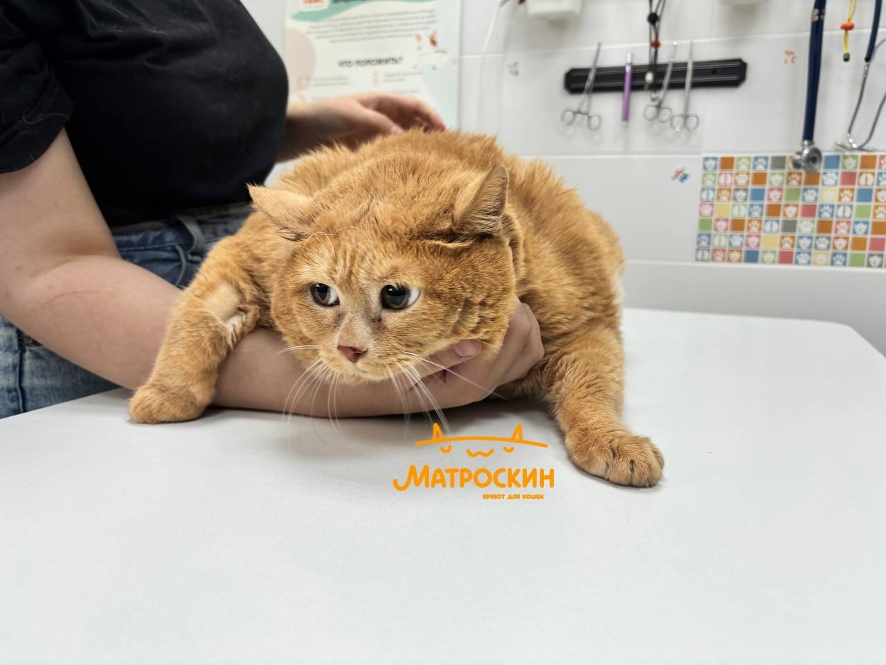 Greetings from Kroshik from the Perm shelter Matroskin! - My, cat, Obesity, Fat cats, Kroshik, Animal shelter, Kroshik the Cat, Permian, VKontakte (link), Longpost