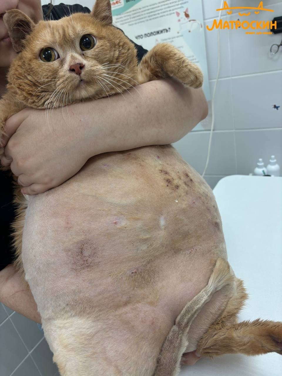 Greetings from Kroshik from the Perm shelter Matroskin! - My, cat, Obesity, Fat cats, Kroshik, Animal shelter, Kroshik the Cat, Permian, VKontakte (link), Longpost