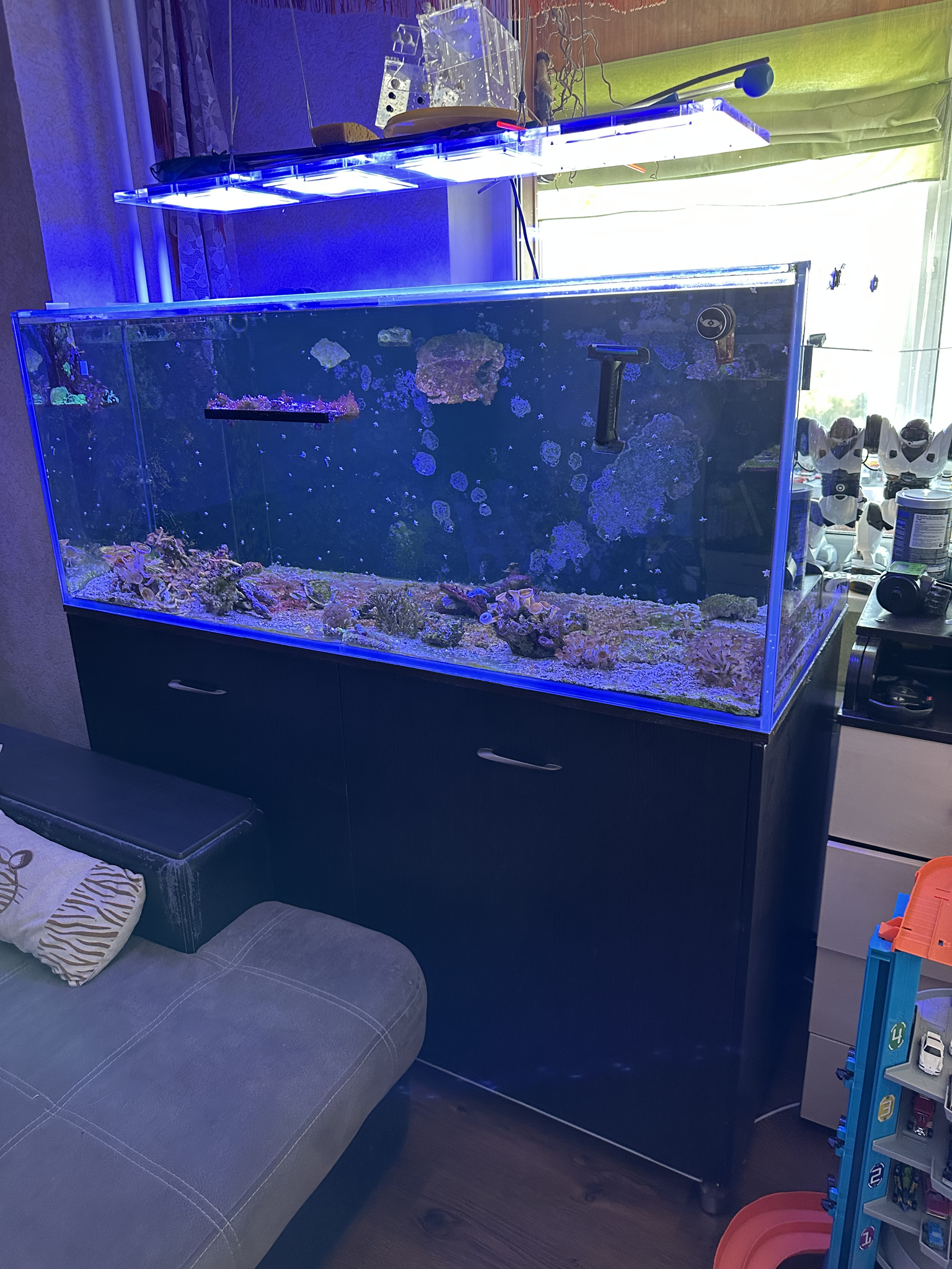 How I decided to install a marine aquarium in my office, without understanding anything about aquarium keeping Part 1 - My, Aquarium, A fish, Video, Vertical video, Longpost, Marine Aquarium