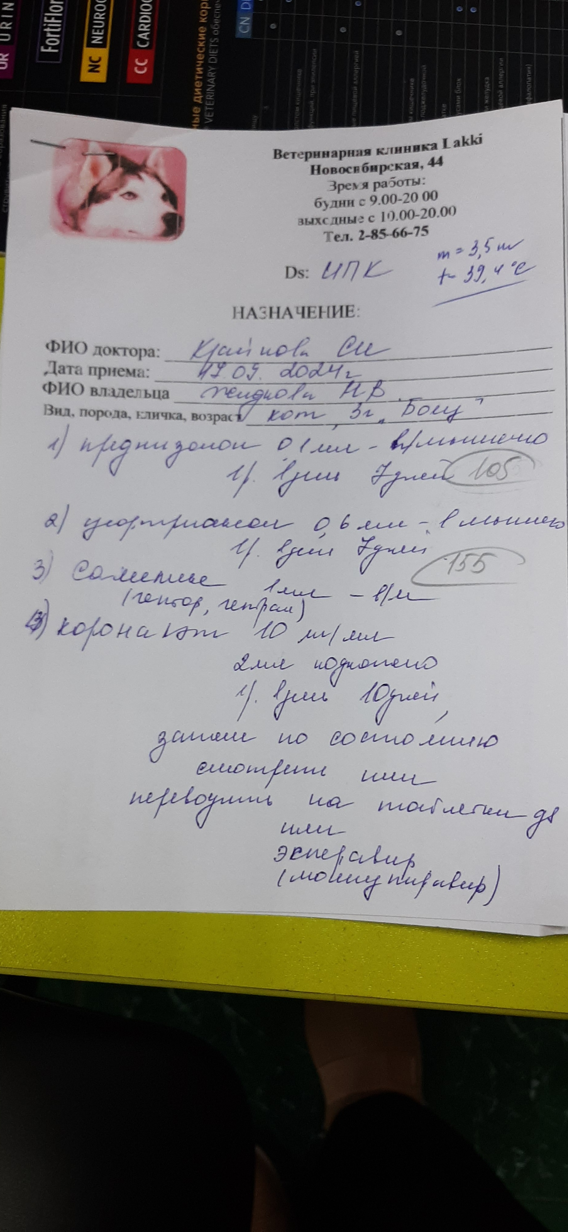 Continuation of the post Cat Fighter. Krasnoyarsk - My, Helping animals, Animal shelter, Redheads, cat, Krasnoyarsk, FIP Method, Disease, Vet clinic, Fighter, Reply to post, Longpost, A wave of posts