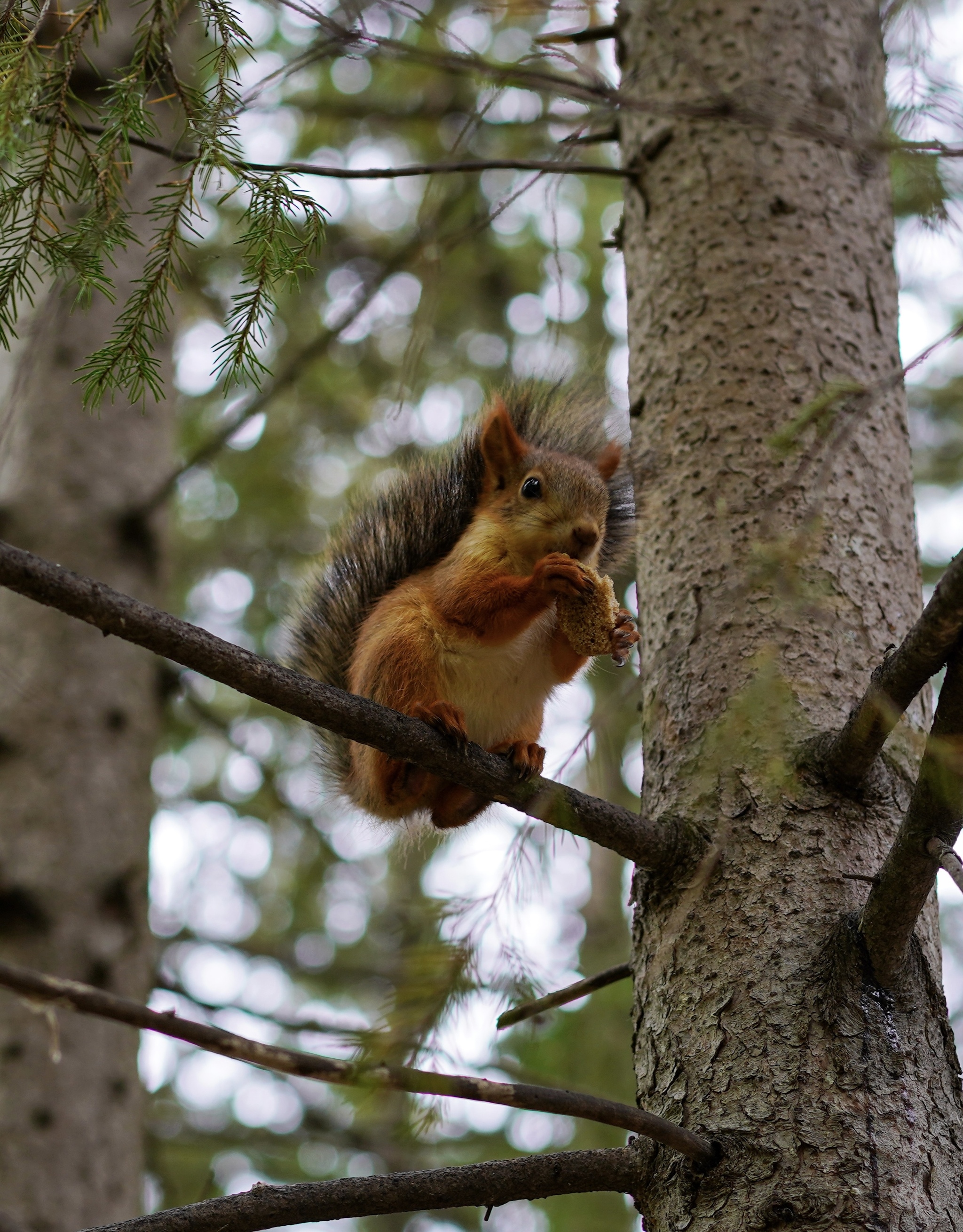 Bon appetit - My, Squirrel, Animals, Nature, The photo