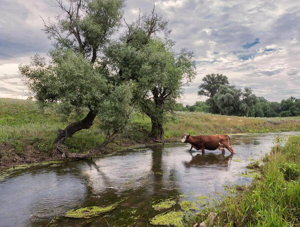 Wading - My, Cow, Ford, River, Stream, Steppe, Rostov region, The photo