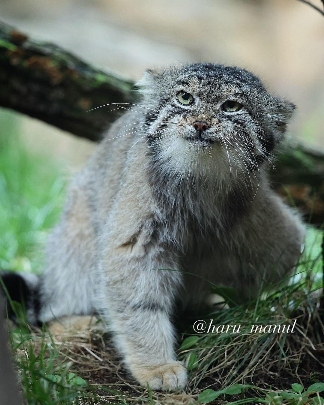 Where is my breakfast? - Predatory animals, Wild animals, Cat family, Zoo, Pallas' cat, Small cats, The photo