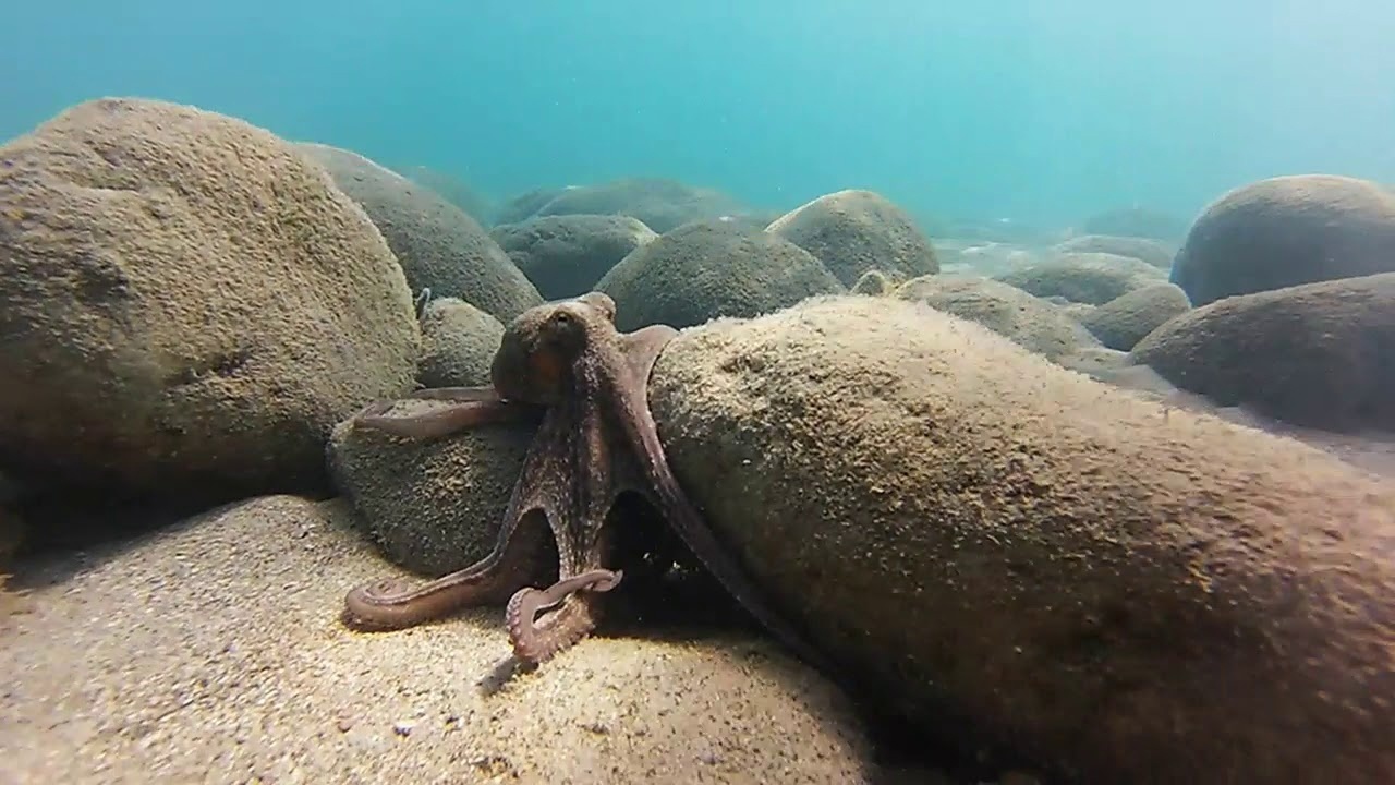 Octopus Hunting - My, Fishing, Turkey, Sea, Hunting, Octopus, Seafood, Travels, Relaxation, Video, Video VK, Longpost