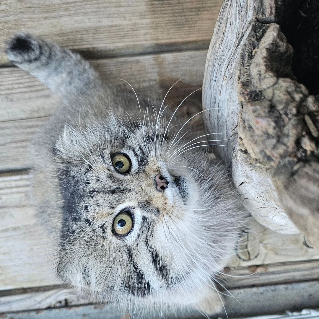 Lean closer to me - Zoo, Pallas' cat, Wild animals, Cat family, Predatory animals, Small cats, The photo