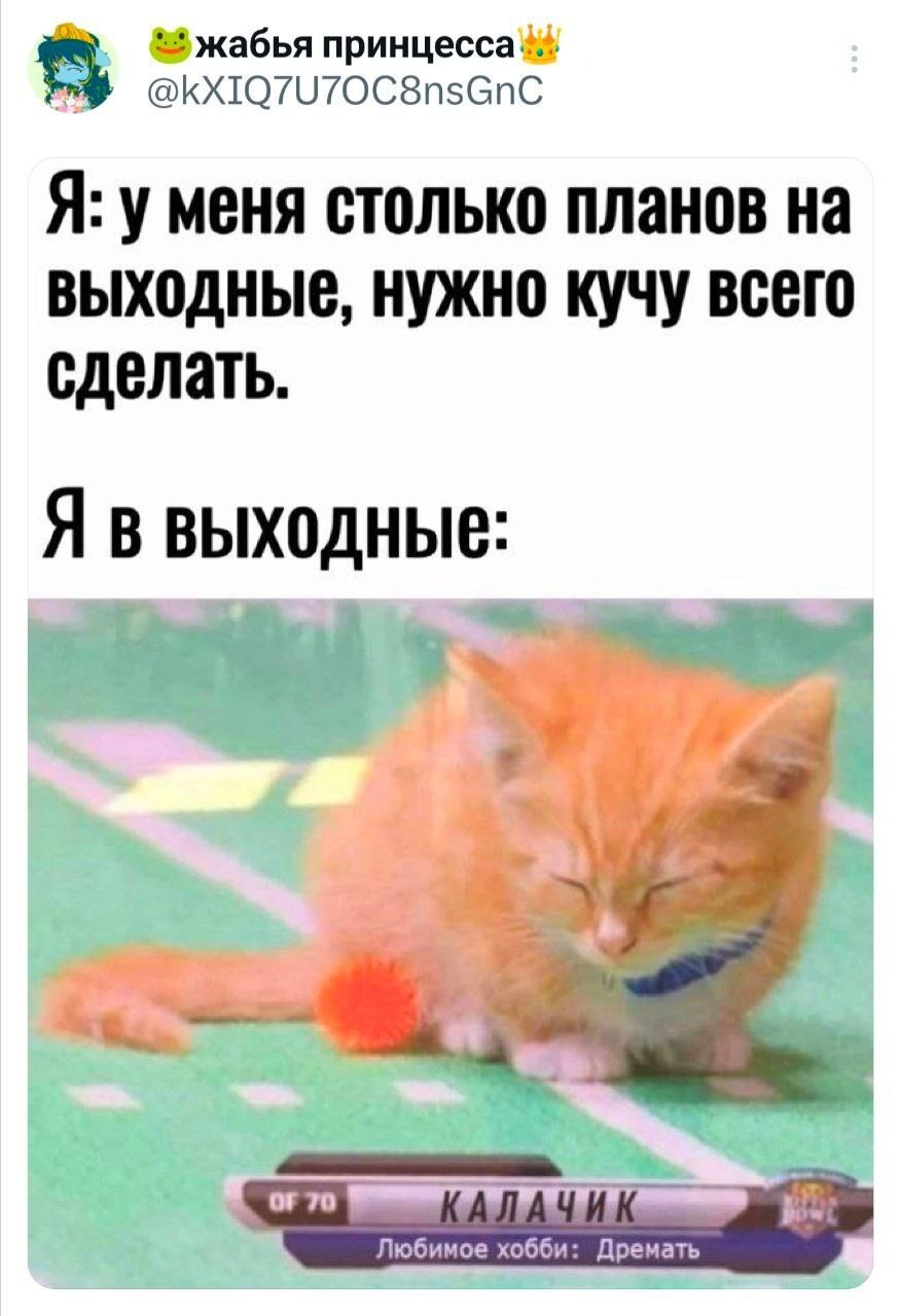 Да, я - Юмор, Мемы, Картинка с текстом, Кот, Выходные, Котята, План, Скриншот, Зашакалено