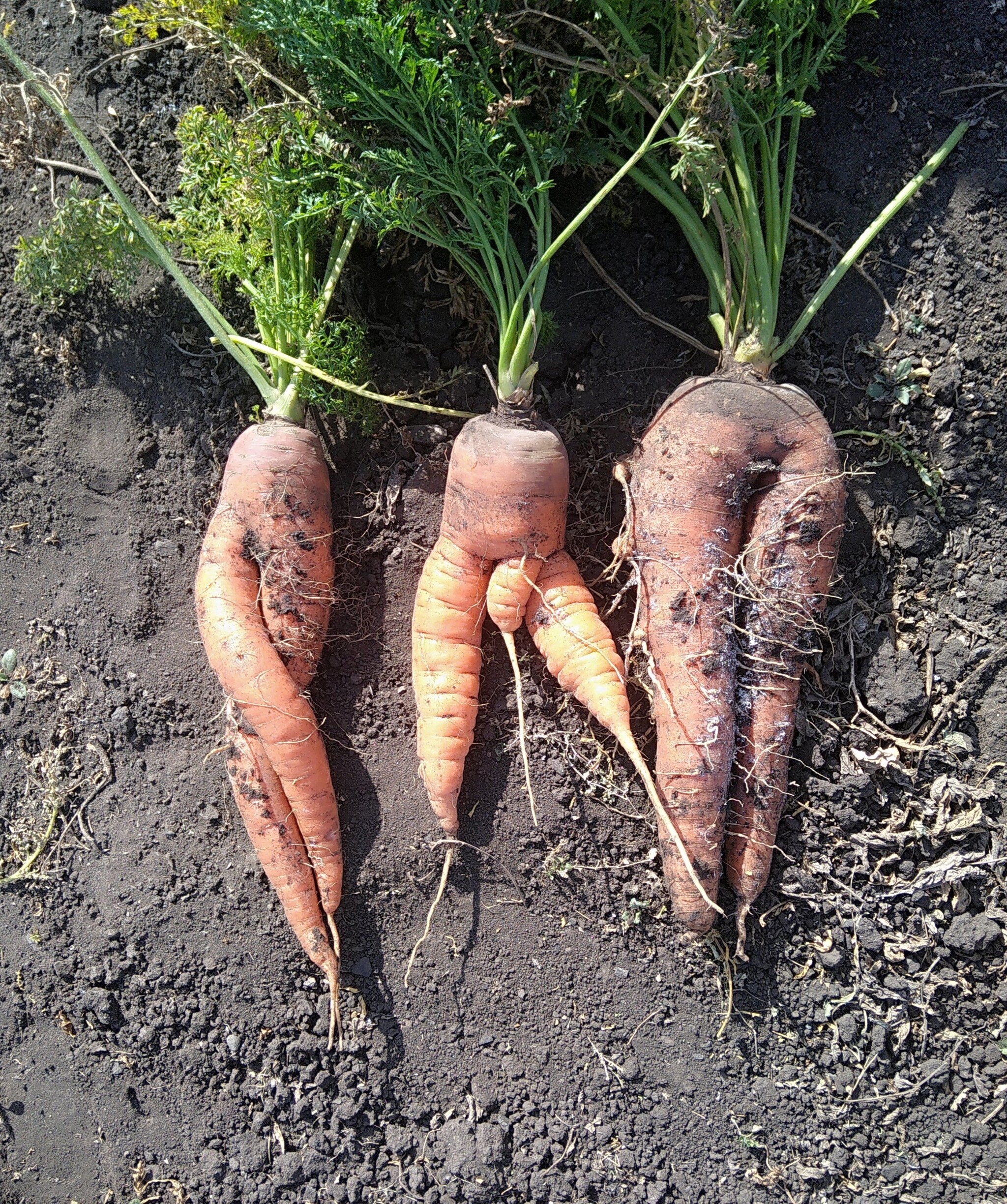 Help me come up with a name for this photo) - My, Carrot, Merry harvest