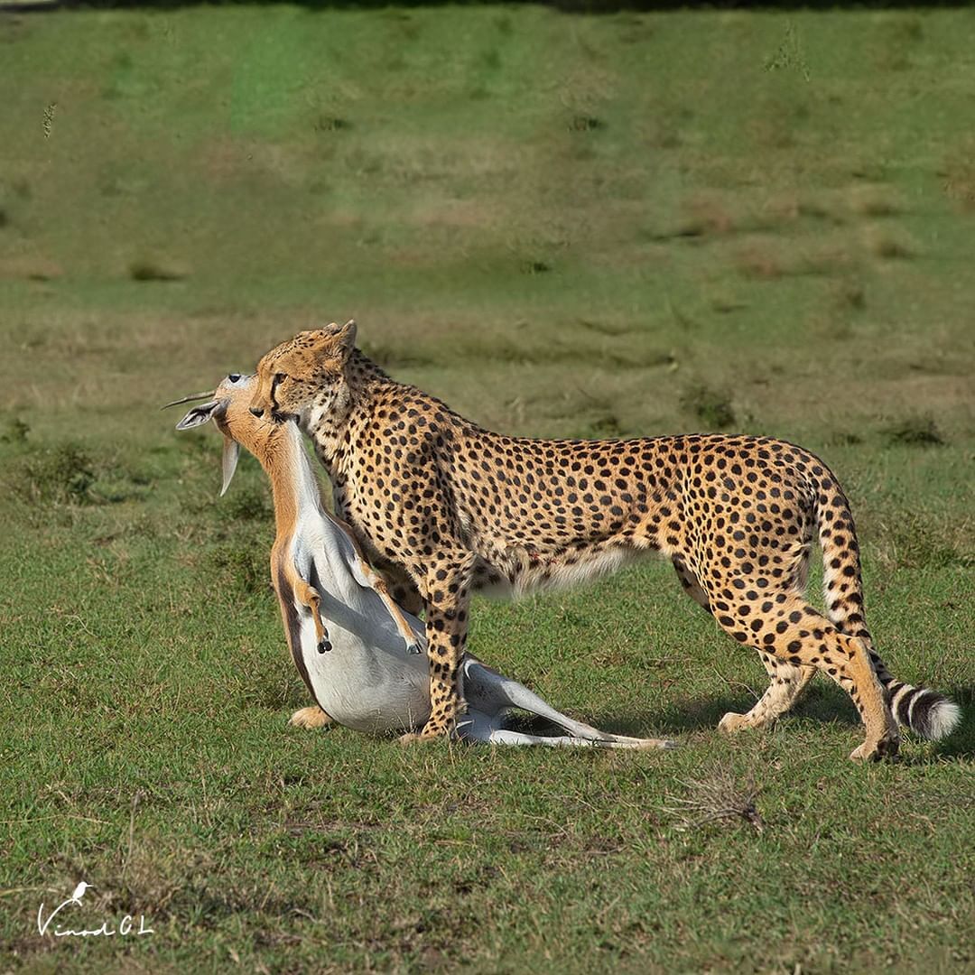 Extraction - Cheetah, Small cats, Cat family, Predatory animals, Wild animals, wildlife, Reserves and sanctuaries, Africa, The photo, Mining, Gazelle, Carcass