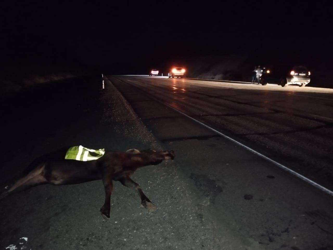 Accident with a female moose - Elk, Road accident, Negative, Amur region, Wild animals, Ungulates, Artiodactyls, Road safety, Track