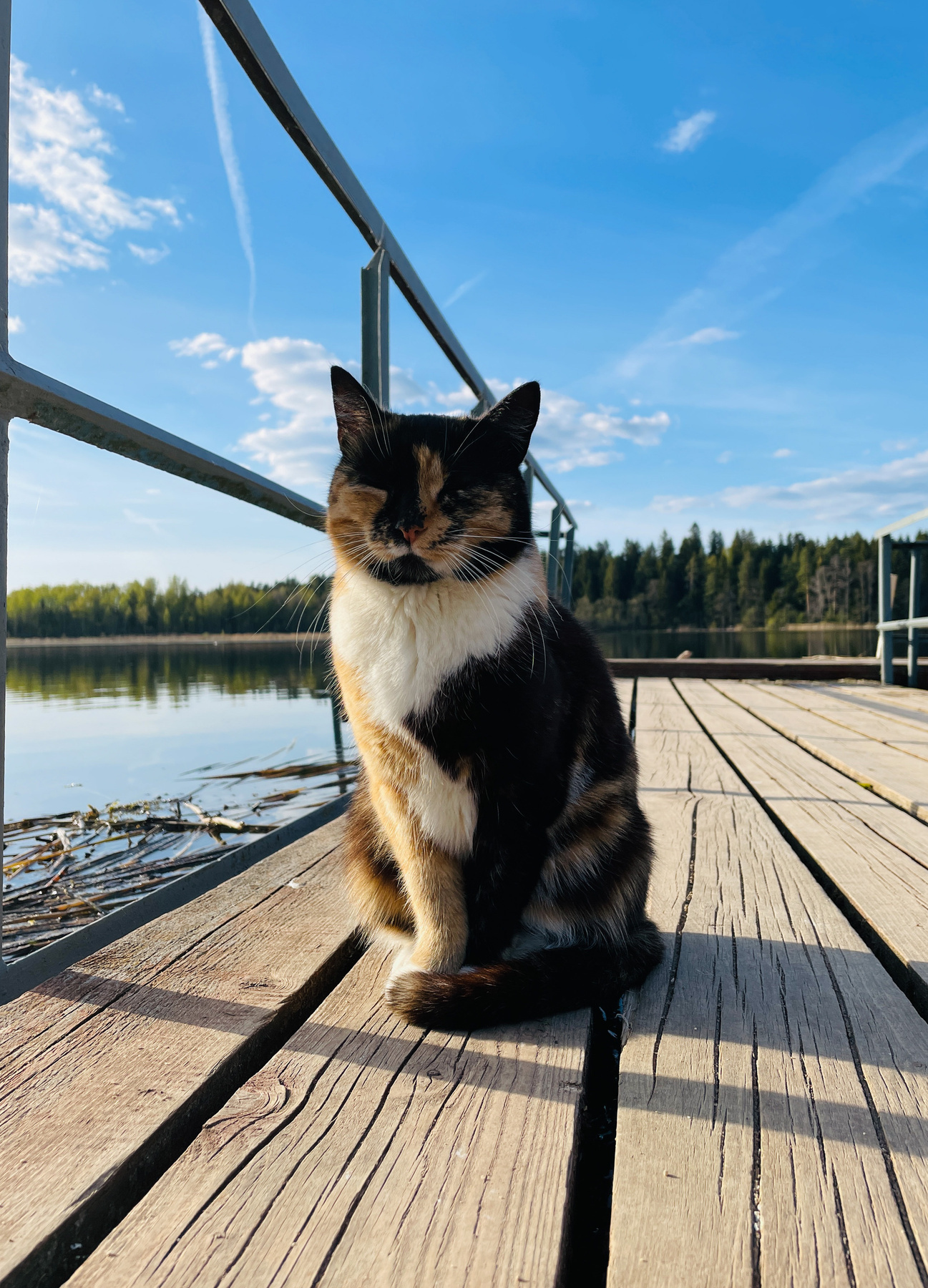 Cats from different cities (Mur meow) - My, The photo, cat, Town, Travels, Longpost