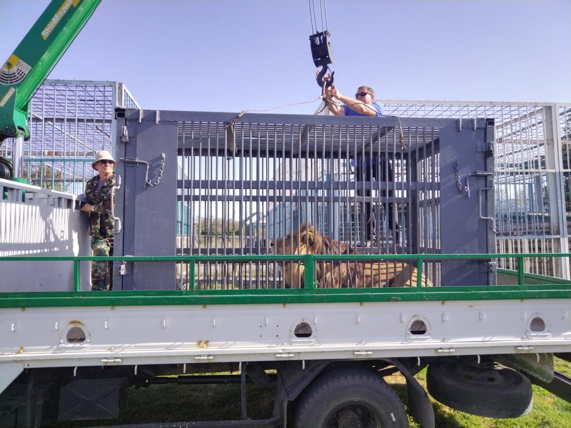 Ready to move - a lion, Transportation, Kaliningrad Zoo, Stary Oskol, Zoo, Cat family, Wild animals, Predatory animals, Big cats, Telegram (link)