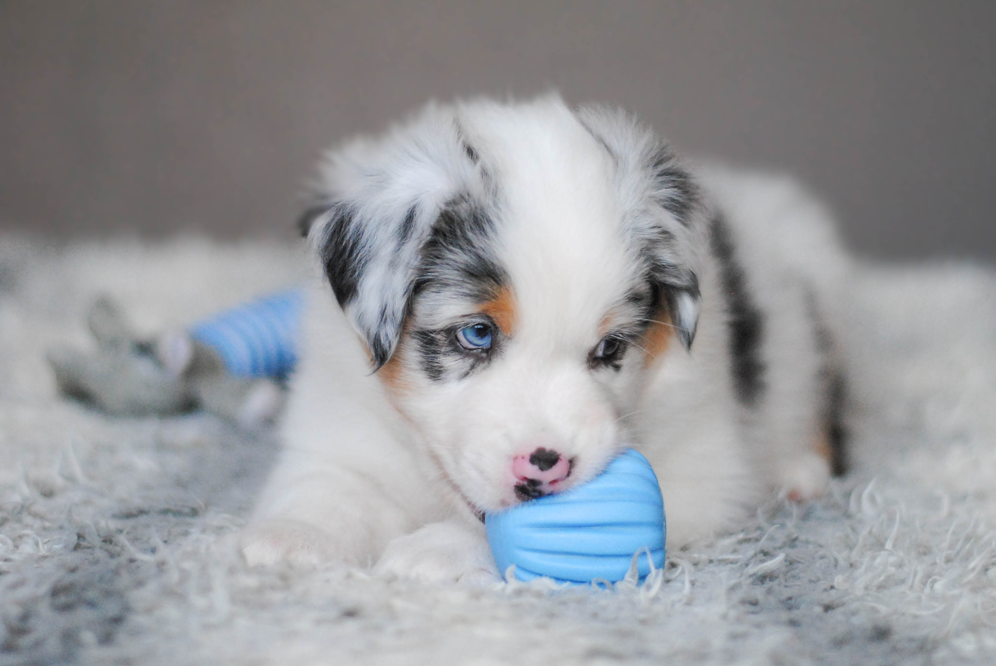 AussYA - from A to Z. Puppy at home. Laying the foundation - My, Dog, Australian shepherd, Puppies, Training, Longpost