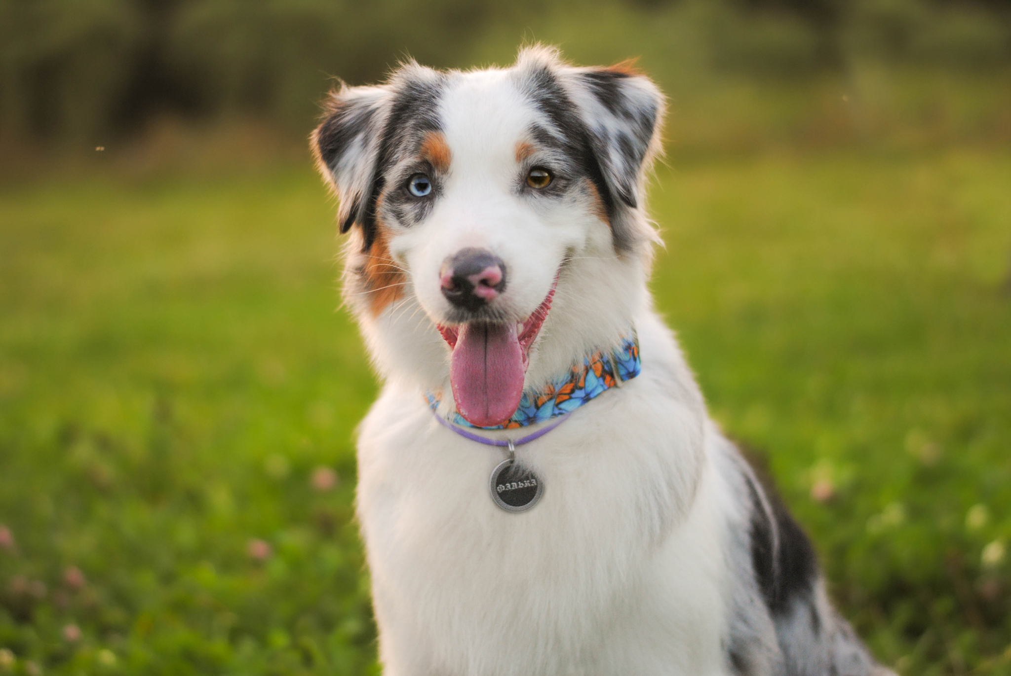 AussYA - from A to Z. Puppy at home. Laying the foundation - My, Dog, Australian shepherd, Puppies, Training, Longpost