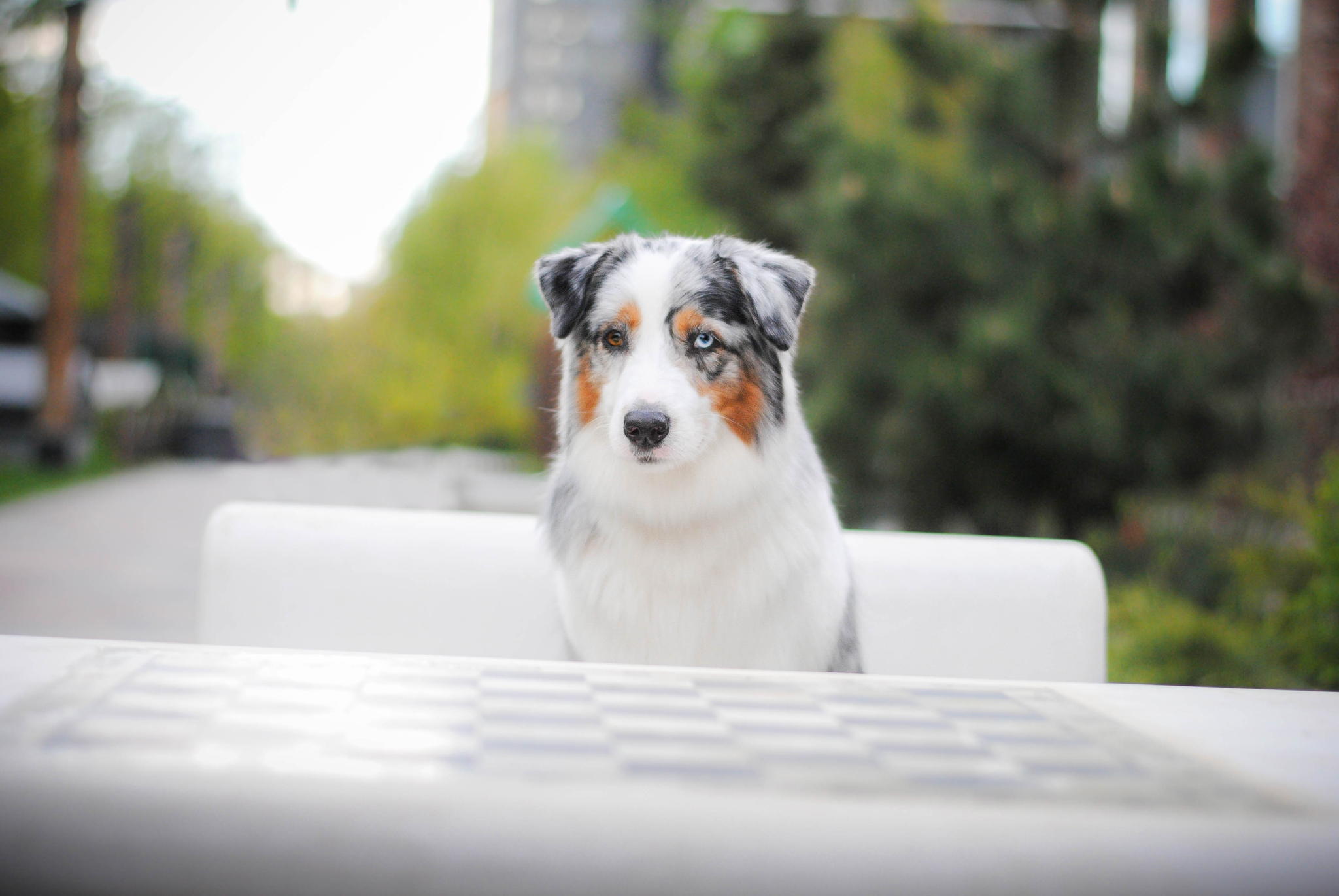 AussYA - from A to Z. Puppy at home. Laying the foundation - My, Dog, Australian shepherd, Puppies, Training, Longpost