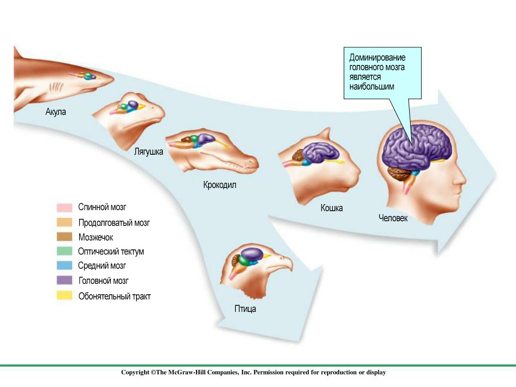 Interesting Differences Between Human, Ant, Bird, Snail, and Octopus Brains. Explains a Lot! - Brain, Animals, Insects, Wild animals, Yandex Zen, Yandex Zen (link), Longpost