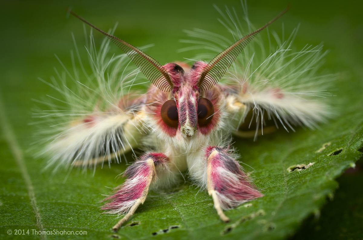 Interesting Differences Between Human, Ant, Bird, Snail, and Octopus Brains. Explains a Lot! - Brain, Animals, Insects, Wild animals, Yandex Zen, Yandex Zen (link), Longpost