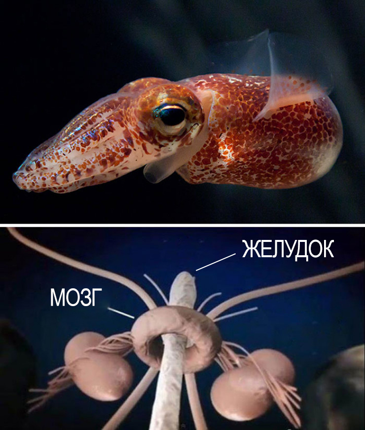 Interesting Differences Between Human, Ant, Bird, Snail, and Octopus Brains. Explains a Lot! - Brain, Animals, Insects, Wild animals, Yandex Zen, Yandex Zen (link), Longpost