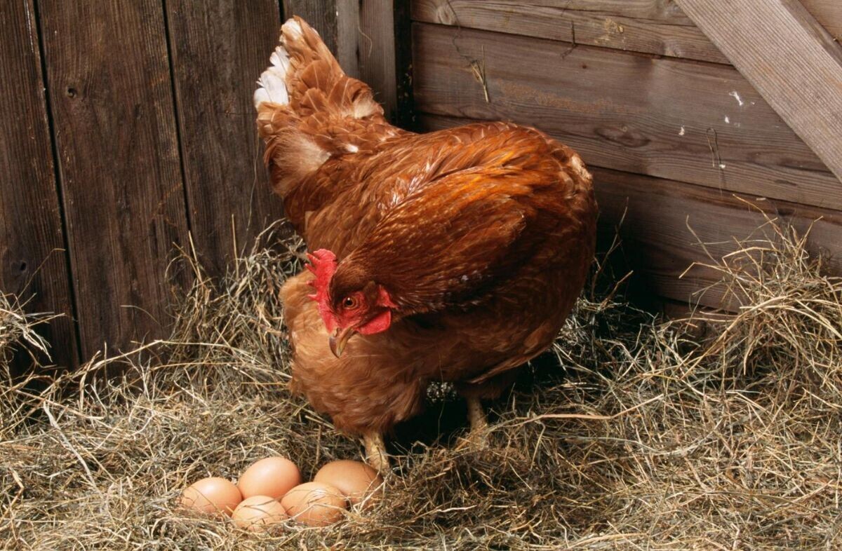 How can you tell which chickens are laying eggs and which are not? - My, Сельское хозяйство, Entrepreneurship, Small business, Poultry, Hen, Eggs, Birds, Market, Trade, Business, Exterior, Farmer, Aviary, Chicken coop, Longpost