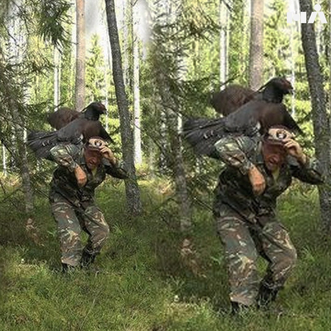 Wood grouse attacks photographers in Priozersk district - Saint Petersburg, Russia, Phototrap, Priozersk, Nature, The photo, Photographer, PHOTOSESSION, Wood grouse, Forest, Humor, Longpost