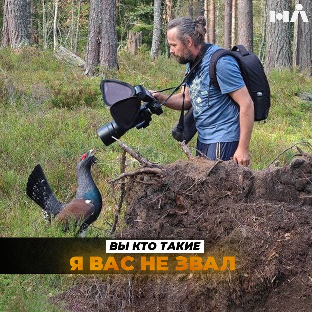 Wood grouse attacks photographers in Priozersk district - Saint Petersburg, Russia, Phototrap, Priozersk, Nature, The photo, Photographer, PHOTOSESSION, Wood grouse, Forest, Humor, Longpost