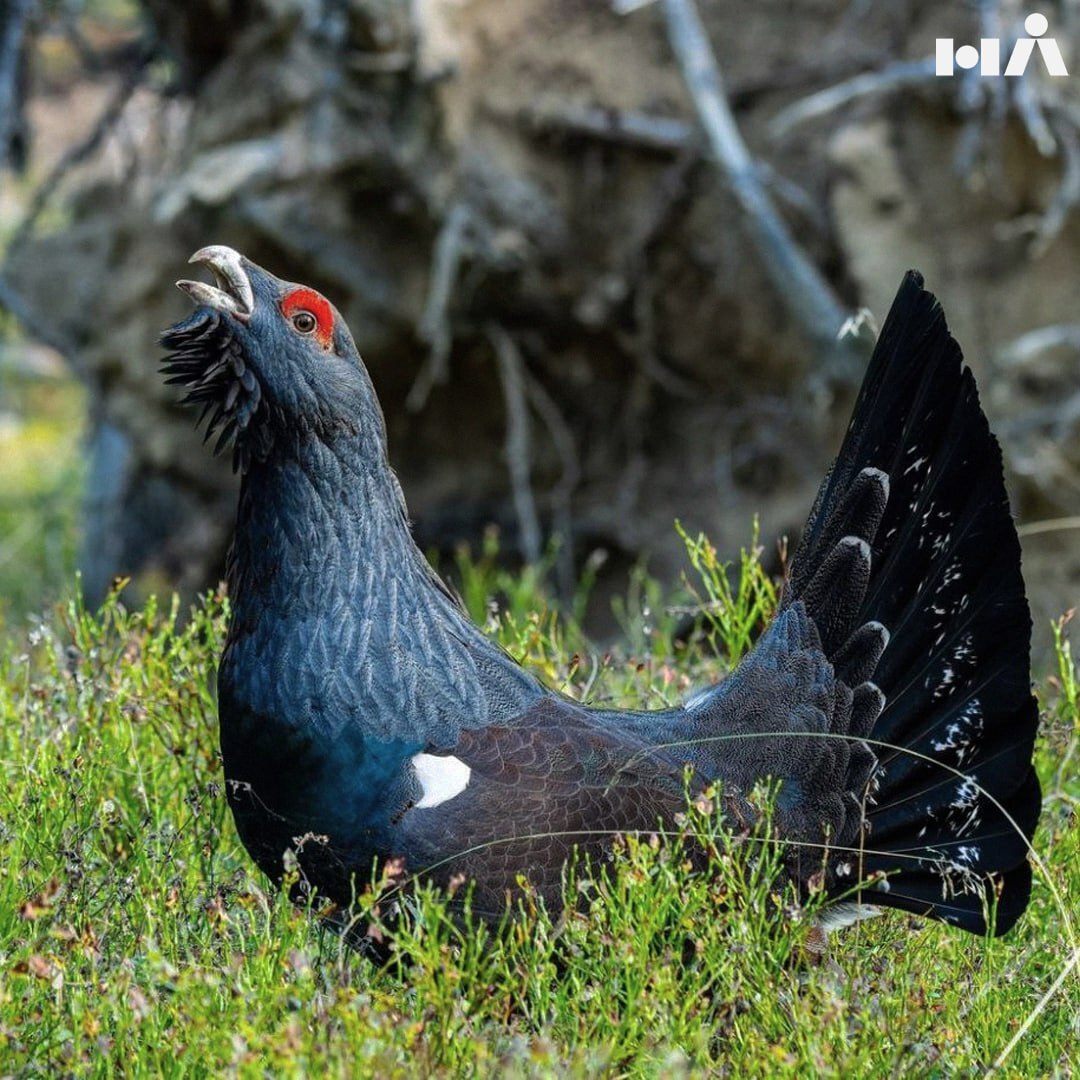 Wood grouse attacks photographers in Priozersk district - Saint Petersburg, Russia, Phototrap, Priozersk, Nature, The photo, Photographer, PHOTOSESSION, Wood grouse, Forest, Humor, Longpost