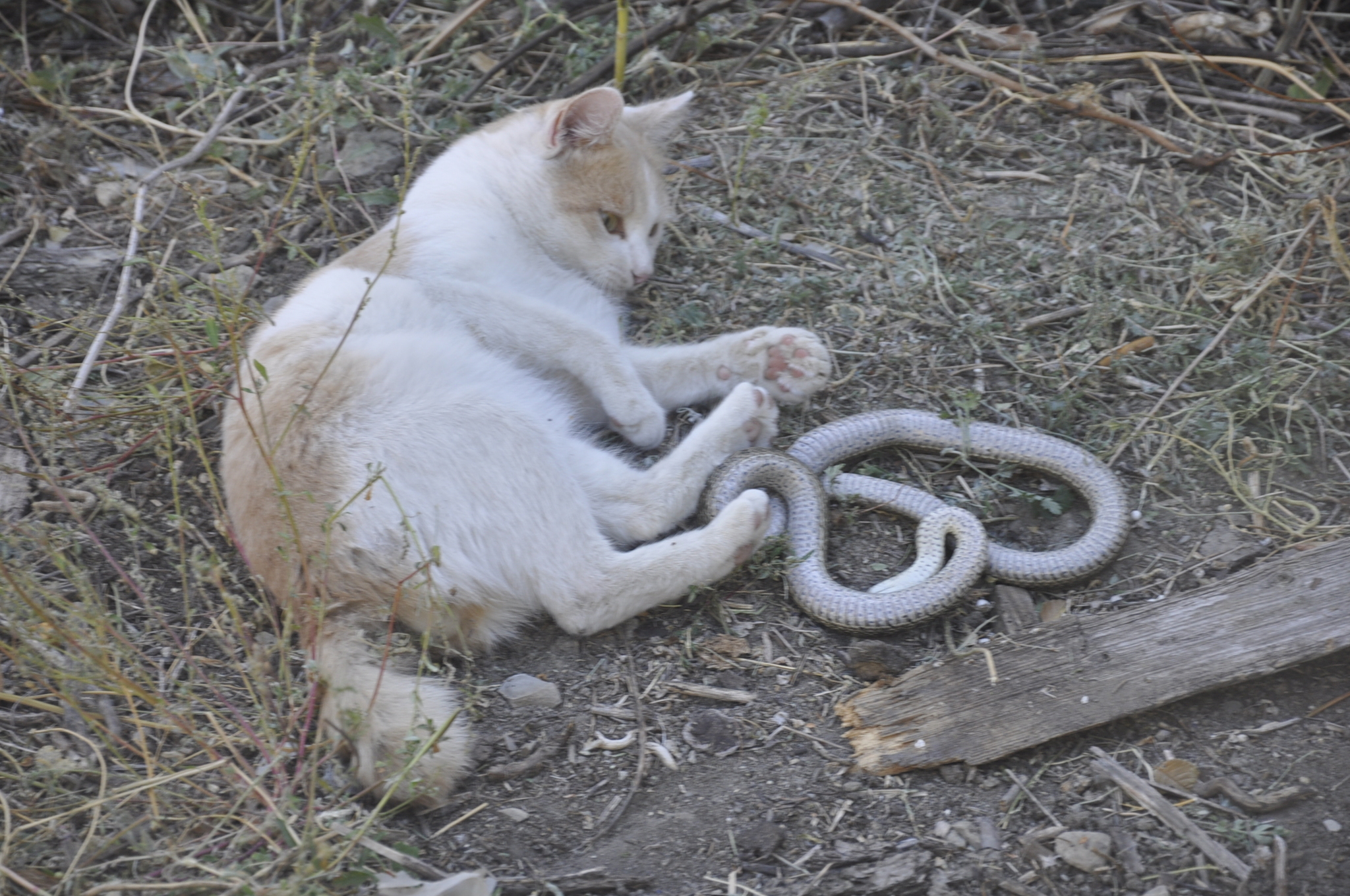 Is there anyone who understands snakes? Who is it? - My, Question, Ask Peekaboo, Longpost