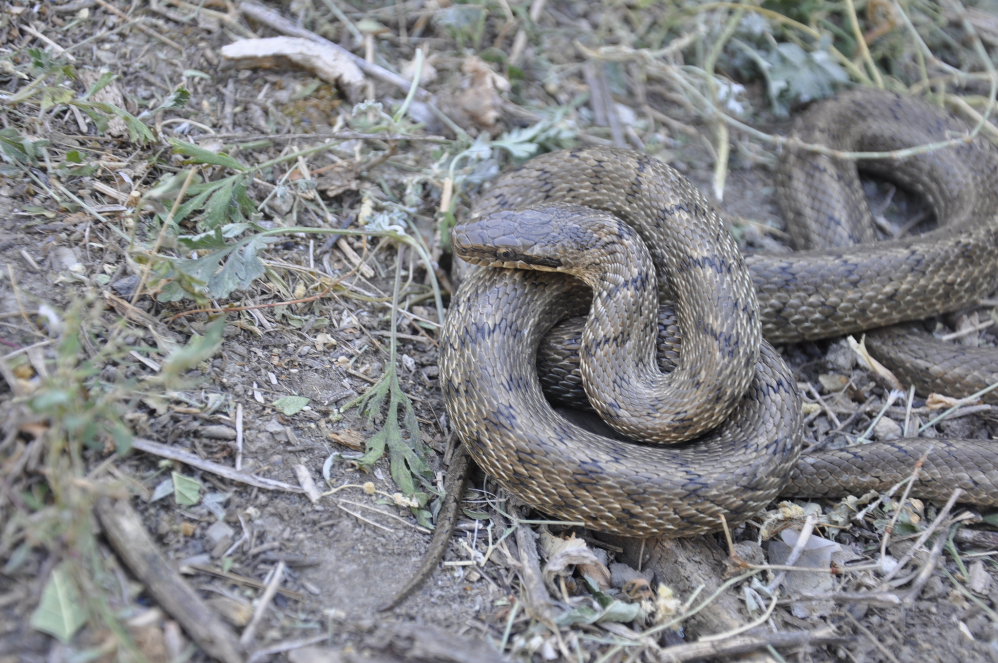 Is there anyone who understands snakes? Who is it? - My, Question, Ask Peekaboo, Longpost