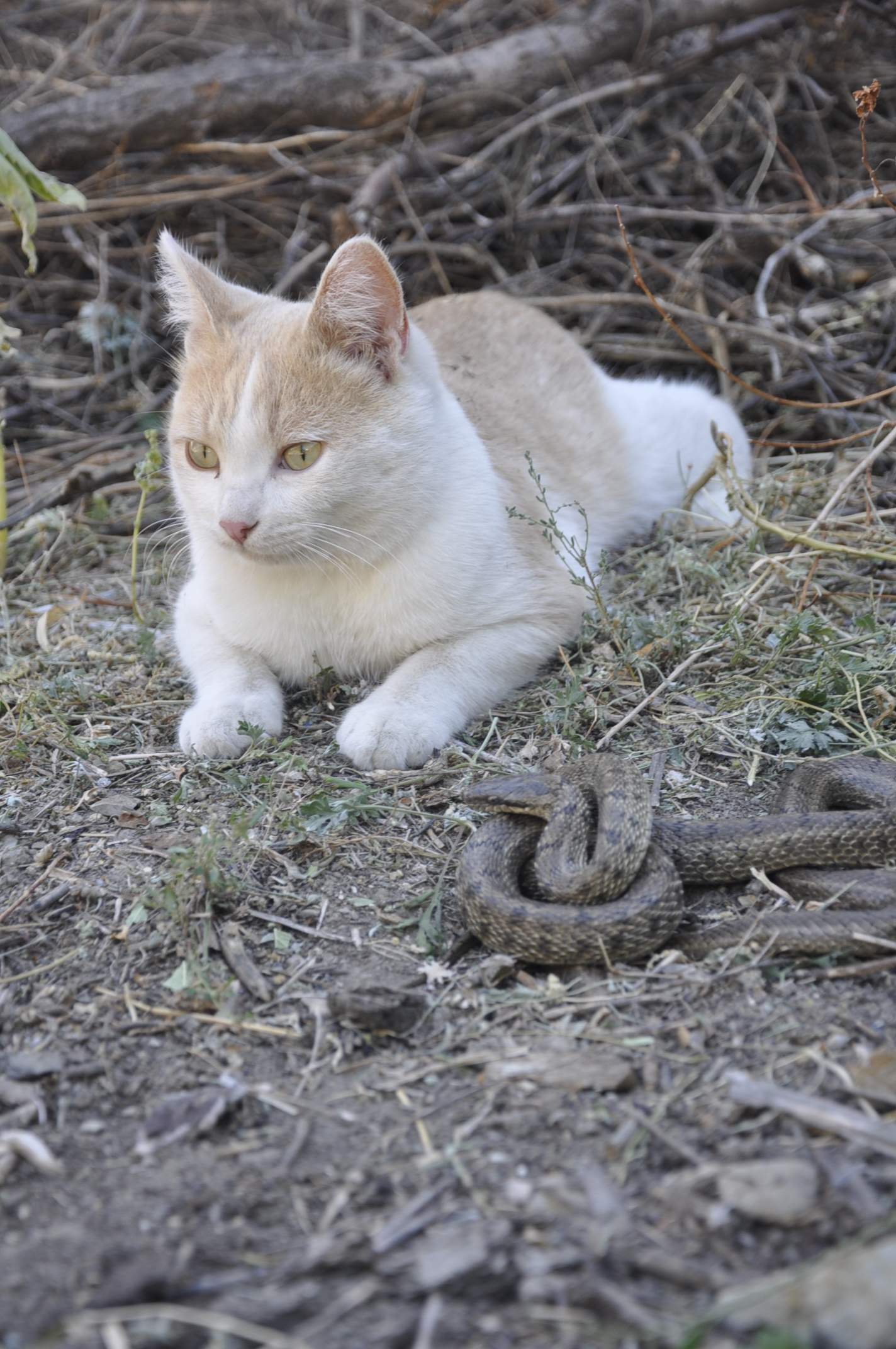 Is there anyone who understands snakes? Who is it? - My, Question, Ask Peekaboo, Longpost