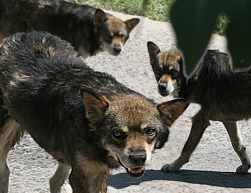 Deputies of the Orenburg Legislative Assembly supported the law on the introduction of a special regime due to stray dogs - Stray dogs, Law, Orenburg region, Dog