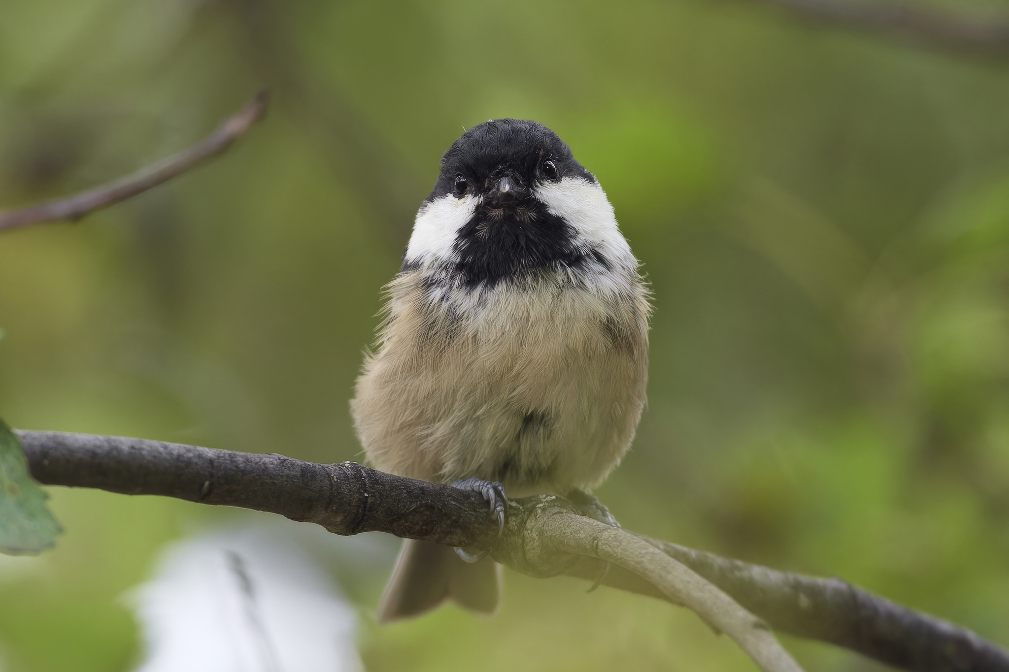 Brown-headed tit (Kulbash village) - My, Canon, Photo hunting, Ornithology, Ornithology League, Birds, Brown-headed nuthatch, Mari El, Bird watching, Tit