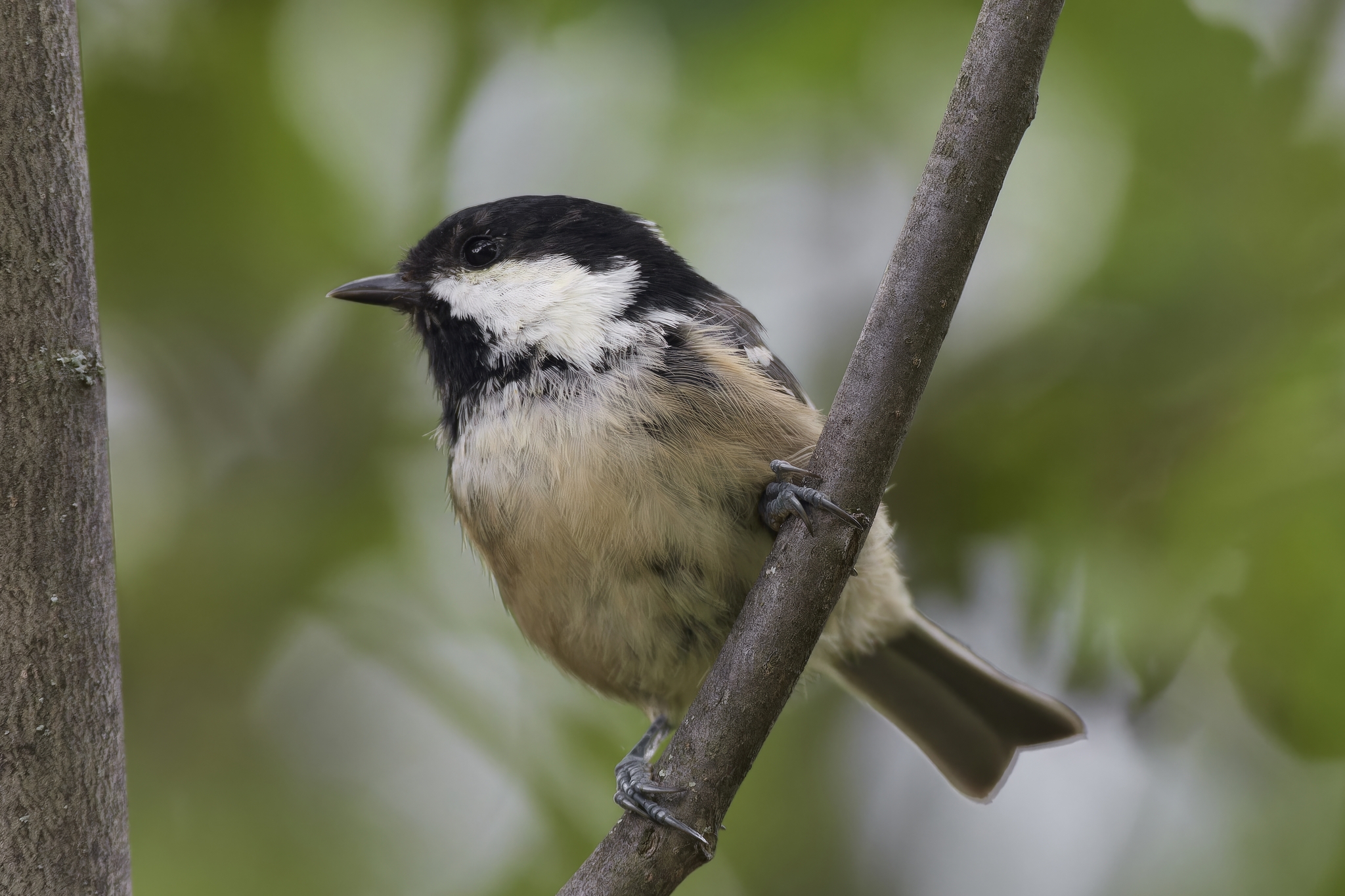 Brown-headed tit (Kulbash village) - My, Canon, Photo hunting, Ornithology, Ornithology League, Birds, Brown-headed nuthatch, Mari El, Bird watching, Tit