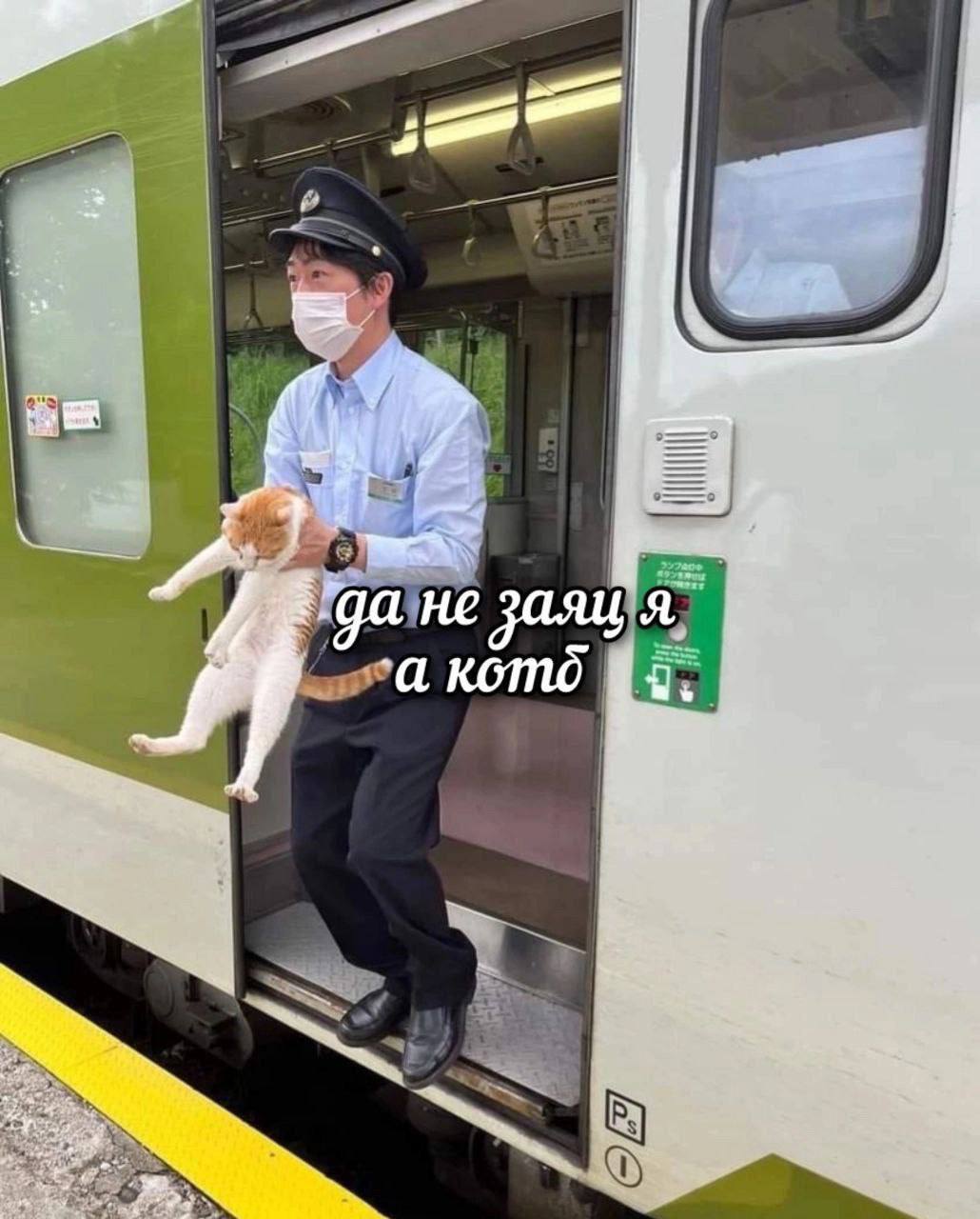 Hare - Humor, Picture with text, Memes, cat, Hare, A train, Telegram (link)