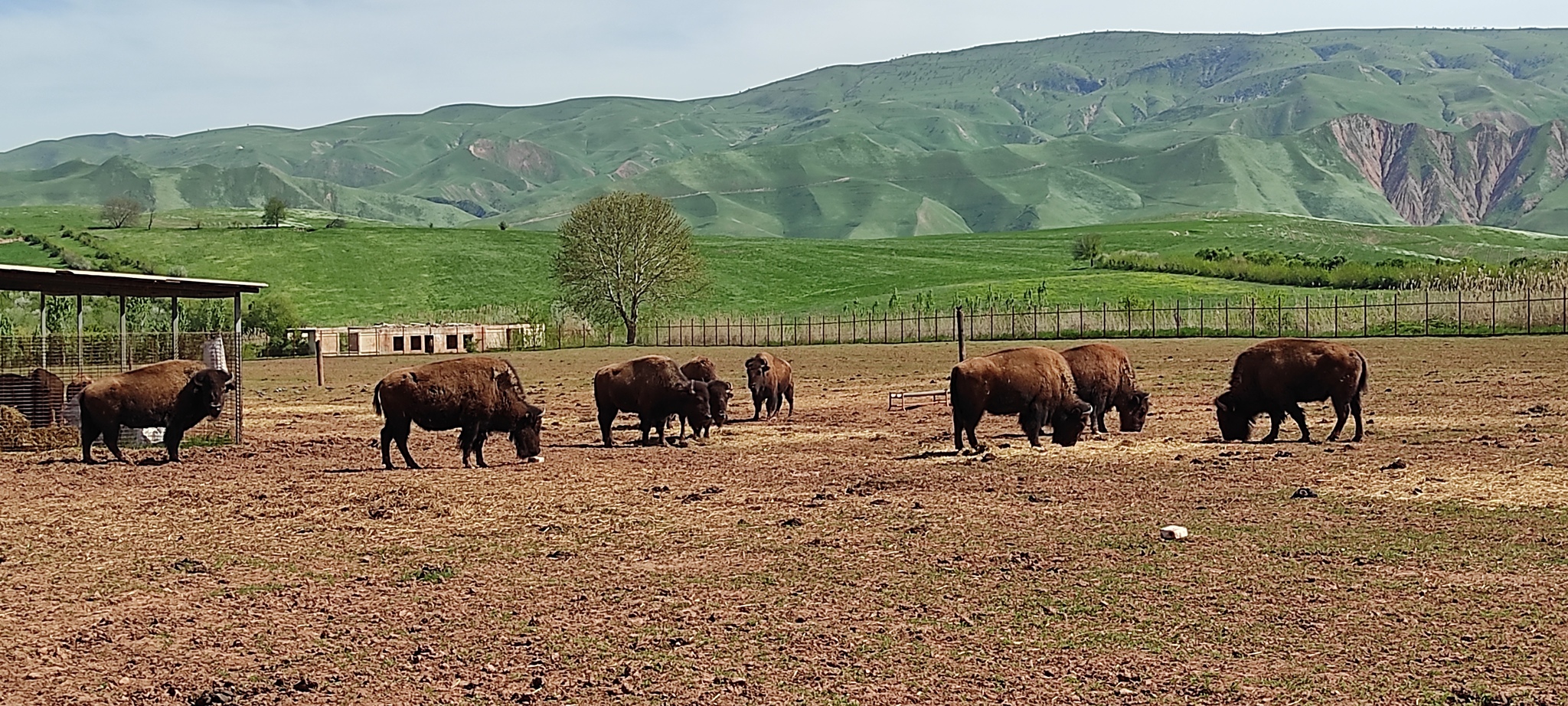 Bisons of Tajikistan - My, Wild animals, Buffalo, Work, Tajikistan, Video, Soundless, Vertical video, Longpost, Polar horns, Artiodactyls, Ungulates