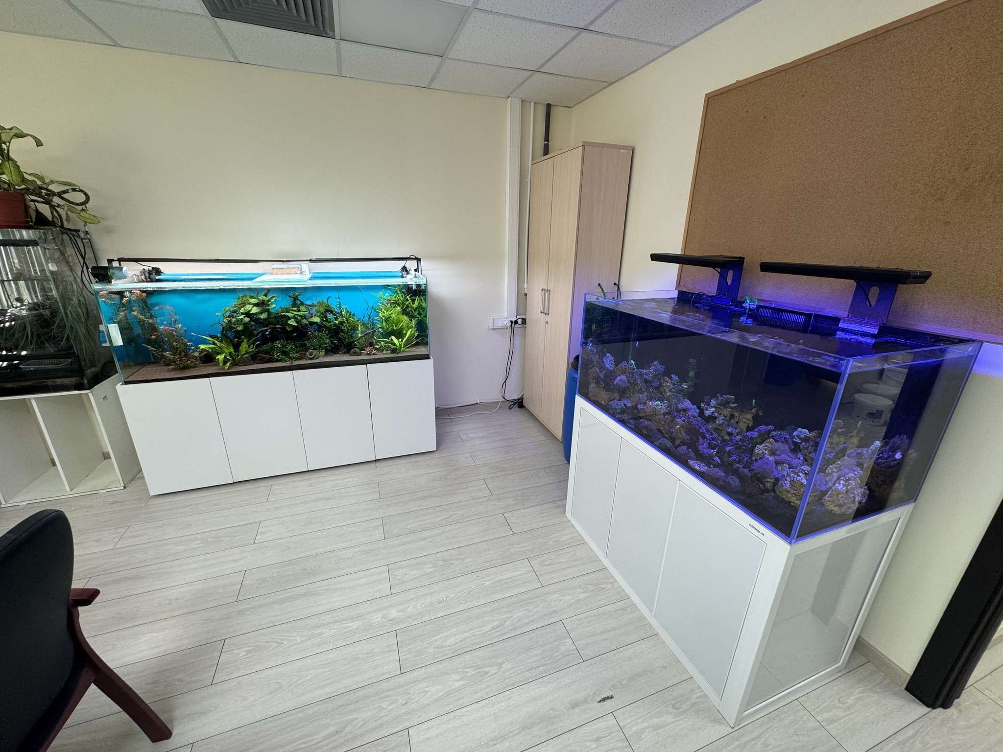 Aquariums in the office - My, Aquarium, Office, Automation, Sea, Aquarium fish, Longpost