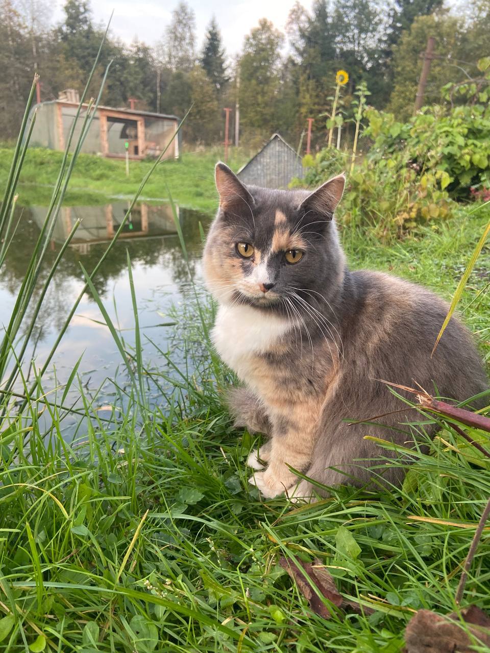 Continuation of the post Are you showing the fish? - Tricolor cat, cat, Fishing, Fishermen, Fishing rod, Carp, Catch, Pond, Reply to post, Longpost