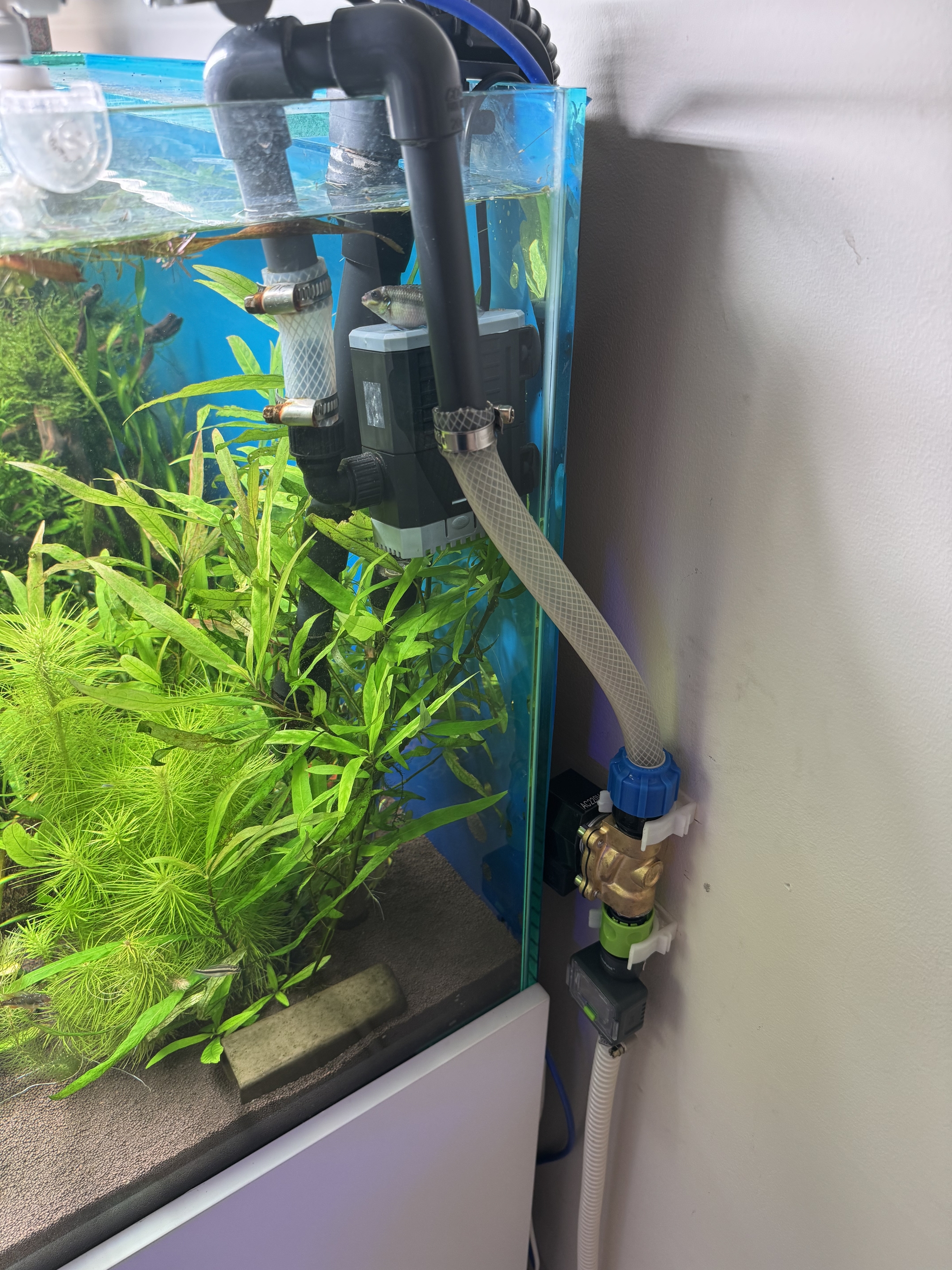 Aquariums in the office - My, Aquarium, Office, Automation, Sea, Aquarium fish, Longpost