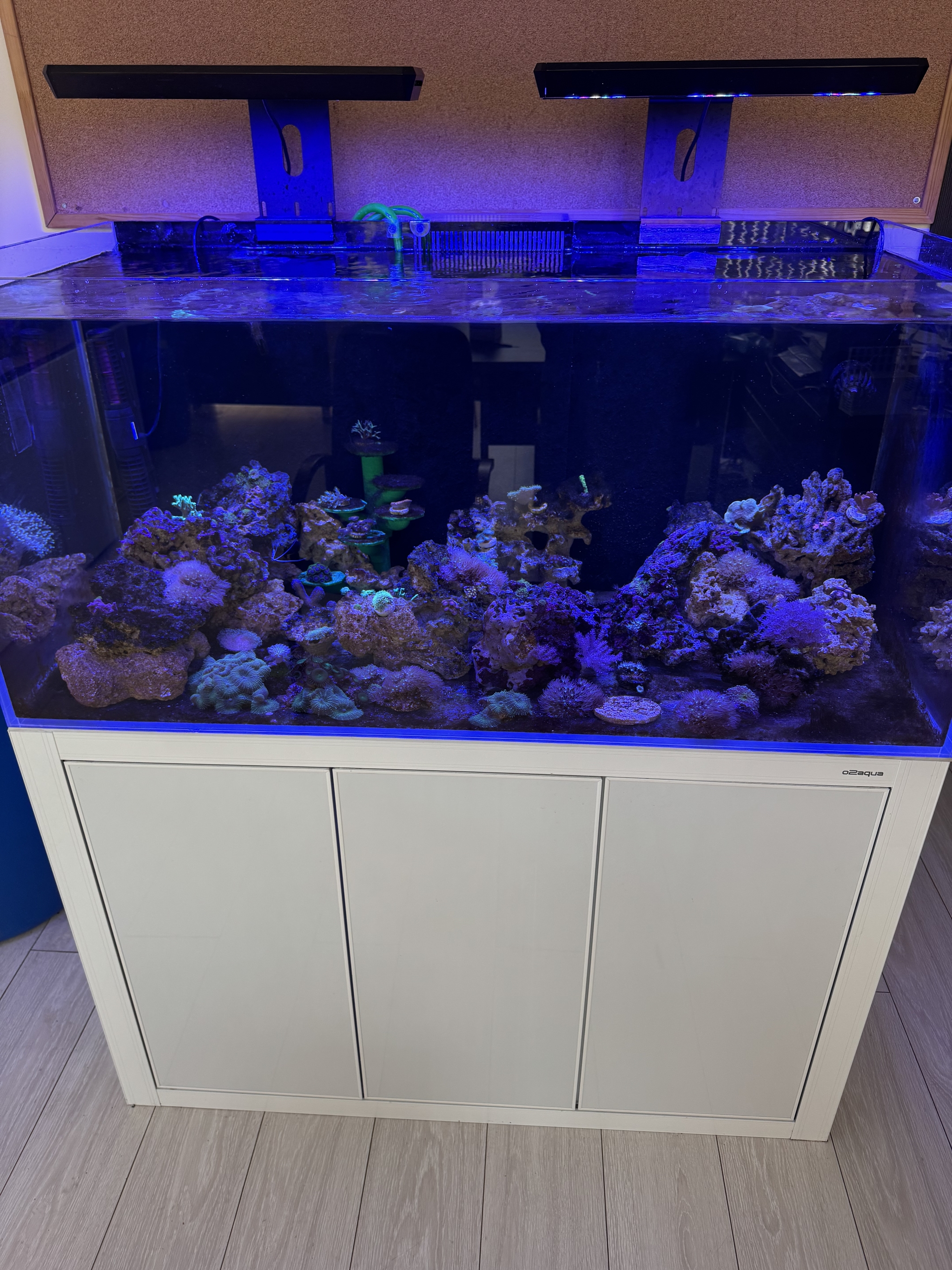 Aquariums in the office - My, Aquarium, Office, Automation, Sea, Aquarium fish, Longpost