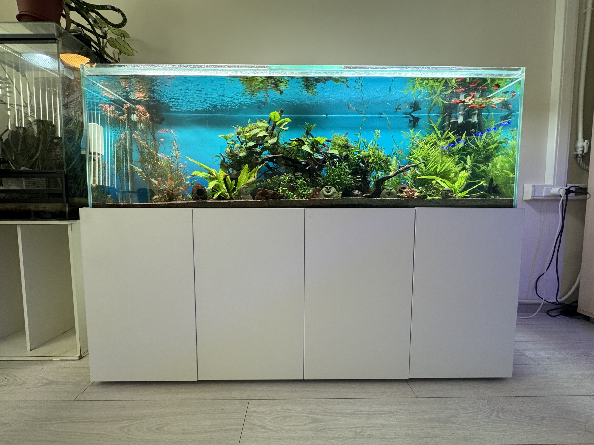 Aquariums in the office - My, Aquarium, Office, Automation, Sea, Aquarium fish, Longpost