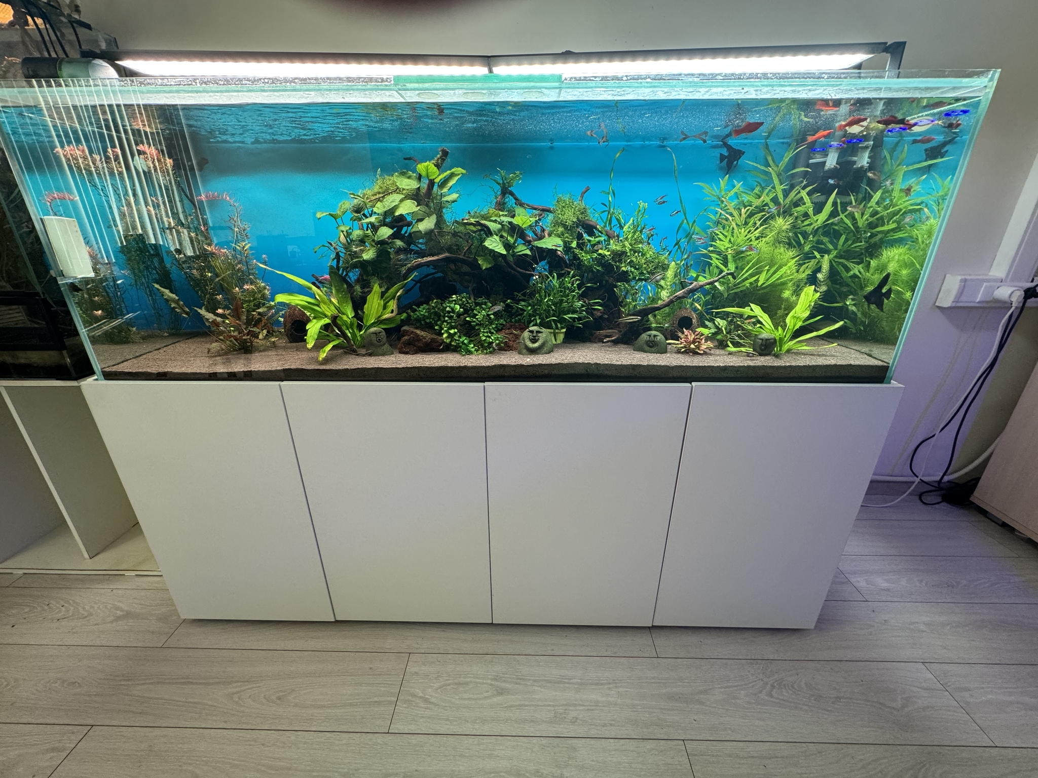 Aquariums in the office - My, Aquarium, Office, Automation, Sea, Aquarium fish, Longpost