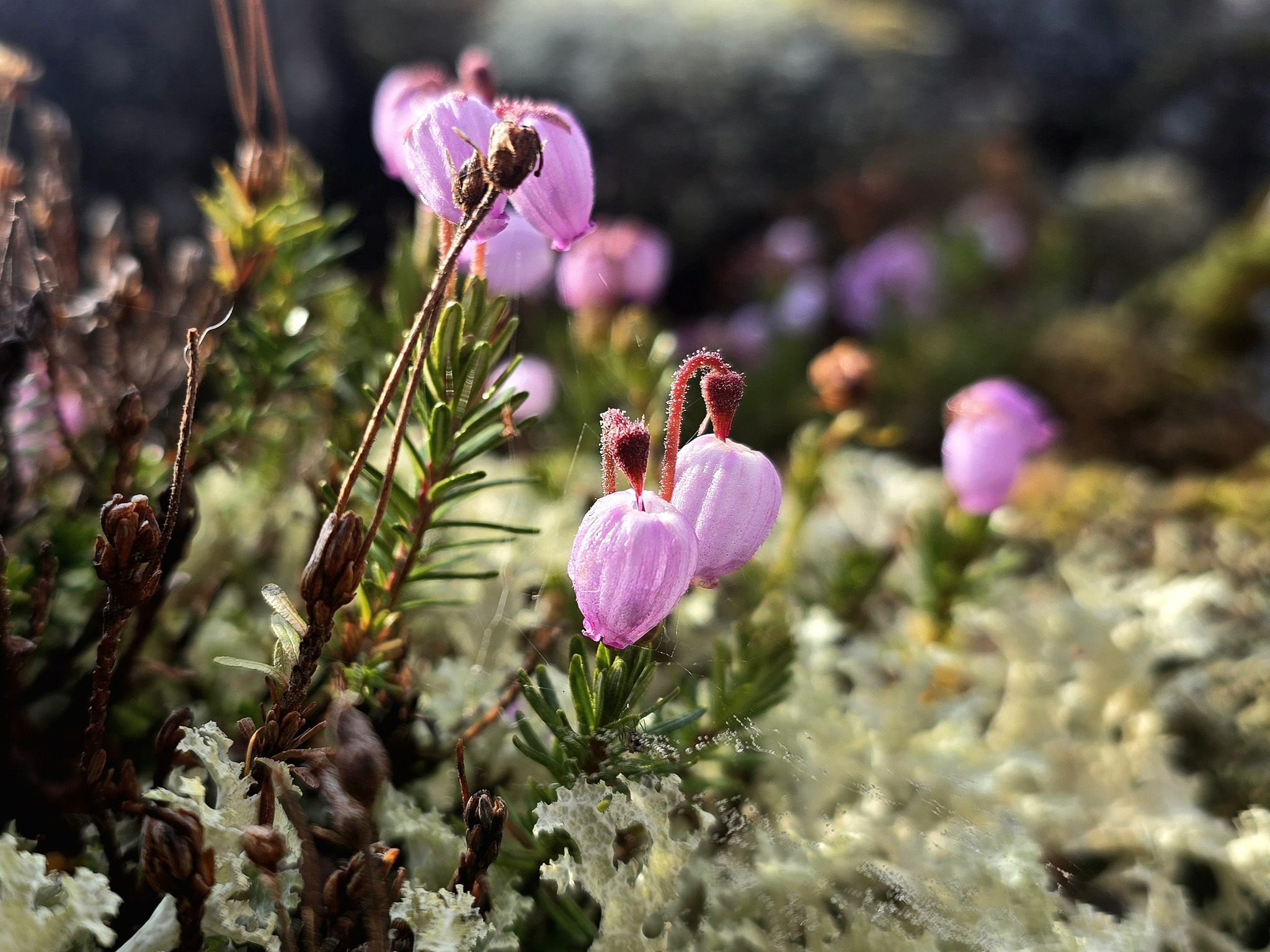 Photo hunting in Khibiny, part 2 - My, Mobile photography, The photo, Flowers, Plants, Mushrooms, Khibiny, Macro photography, Longpost