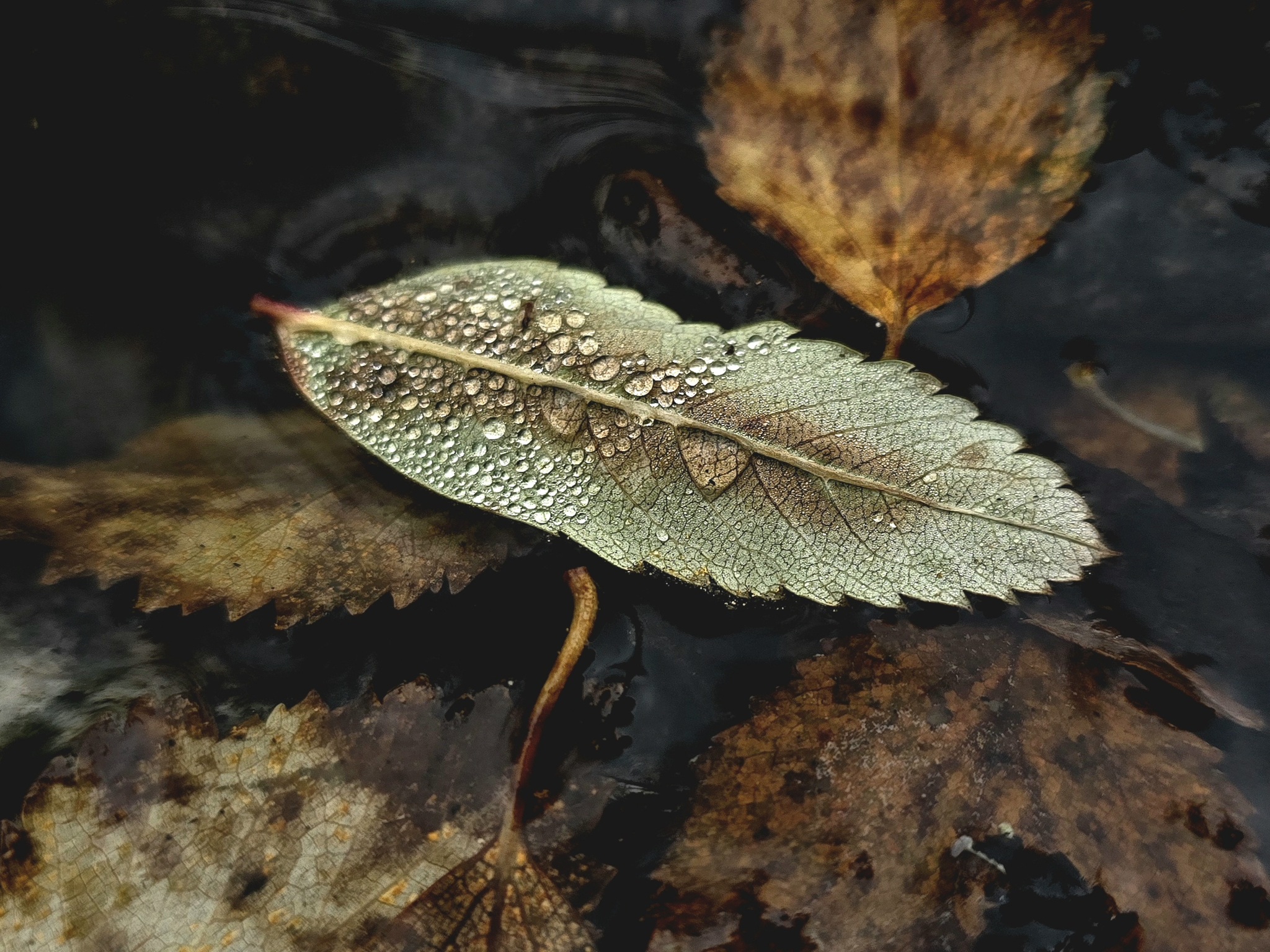 Photo hunting in Khibiny, part 2 - My, Mobile photography, The photo, Flowers, Plants, Mushrooms, Khibiny, Macro photography, Longpost