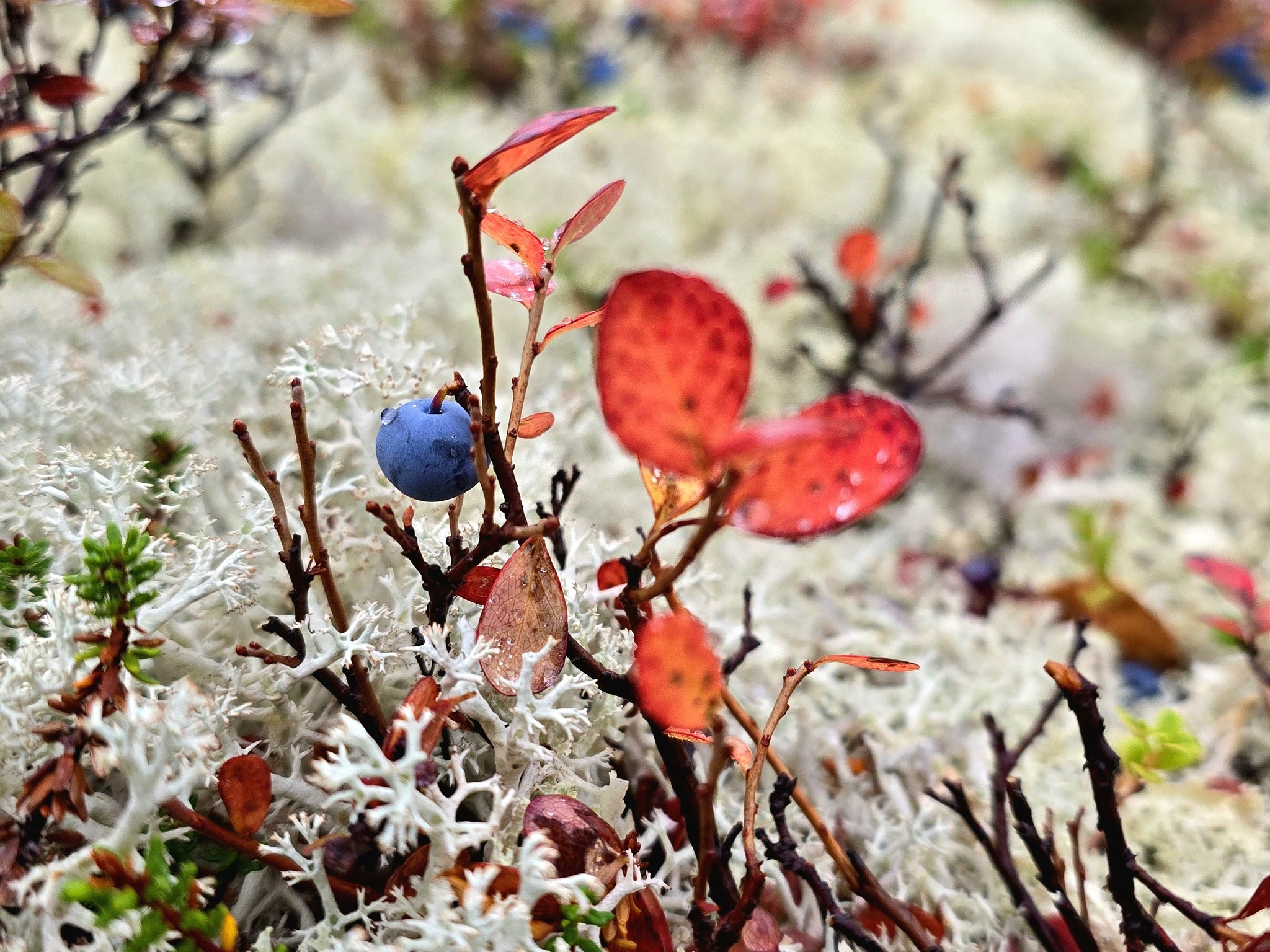 Photo hunting in Khibiny, part 2 - My, Mobile photography, The photo, Flowers, Plants, Mushrooms, Khibiny, Macro photography, Longpost