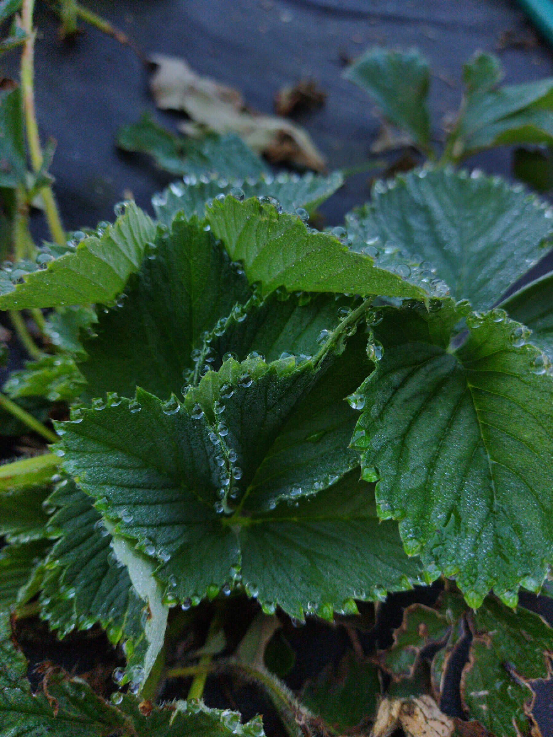 Dewy morning - My, Morning, Good morning, Dew, Nature, Leaves