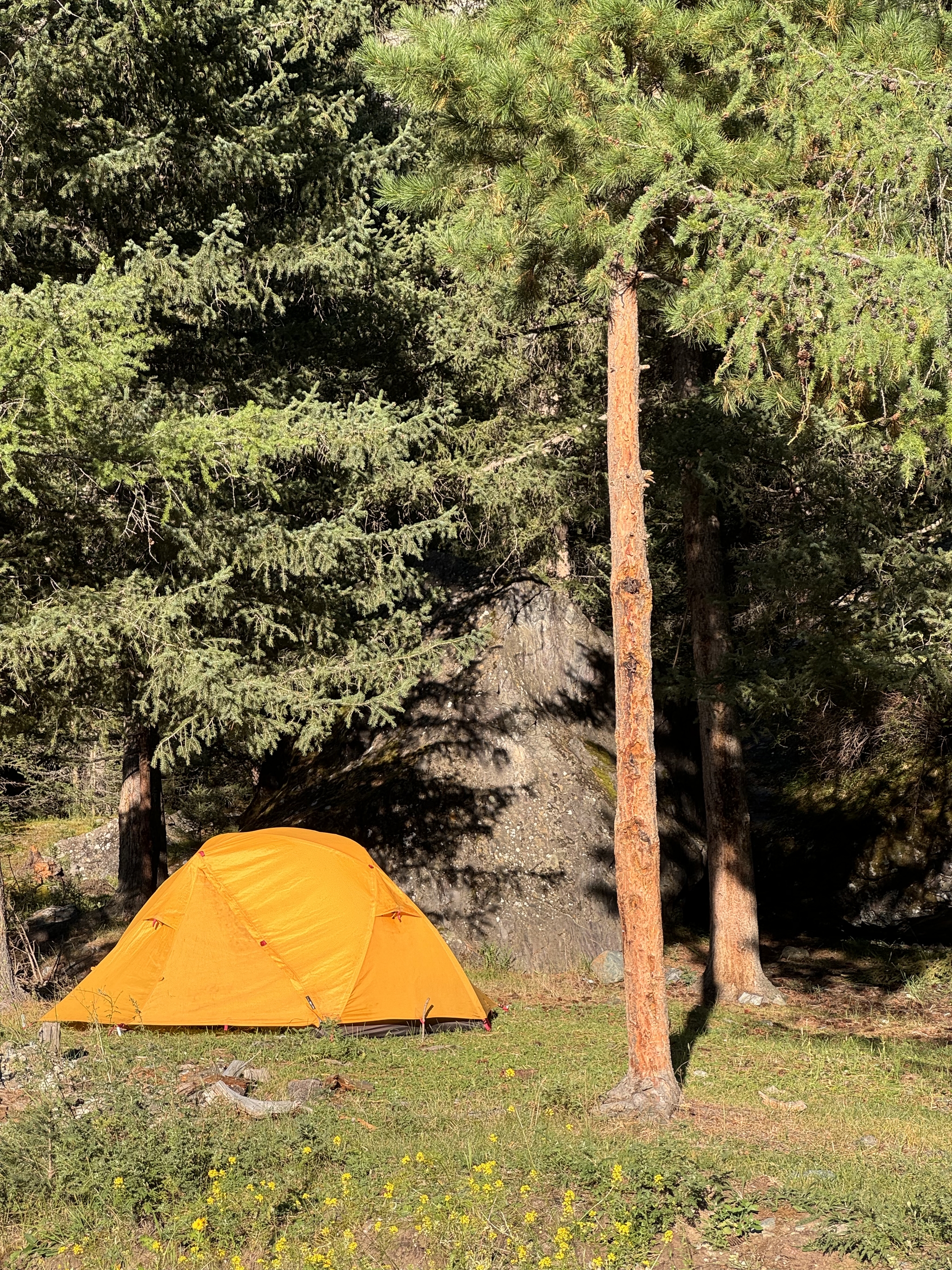 Forest Peace - My, Tourism, Altai Republic, Forest, Nature, Tent, The photo, Longpost